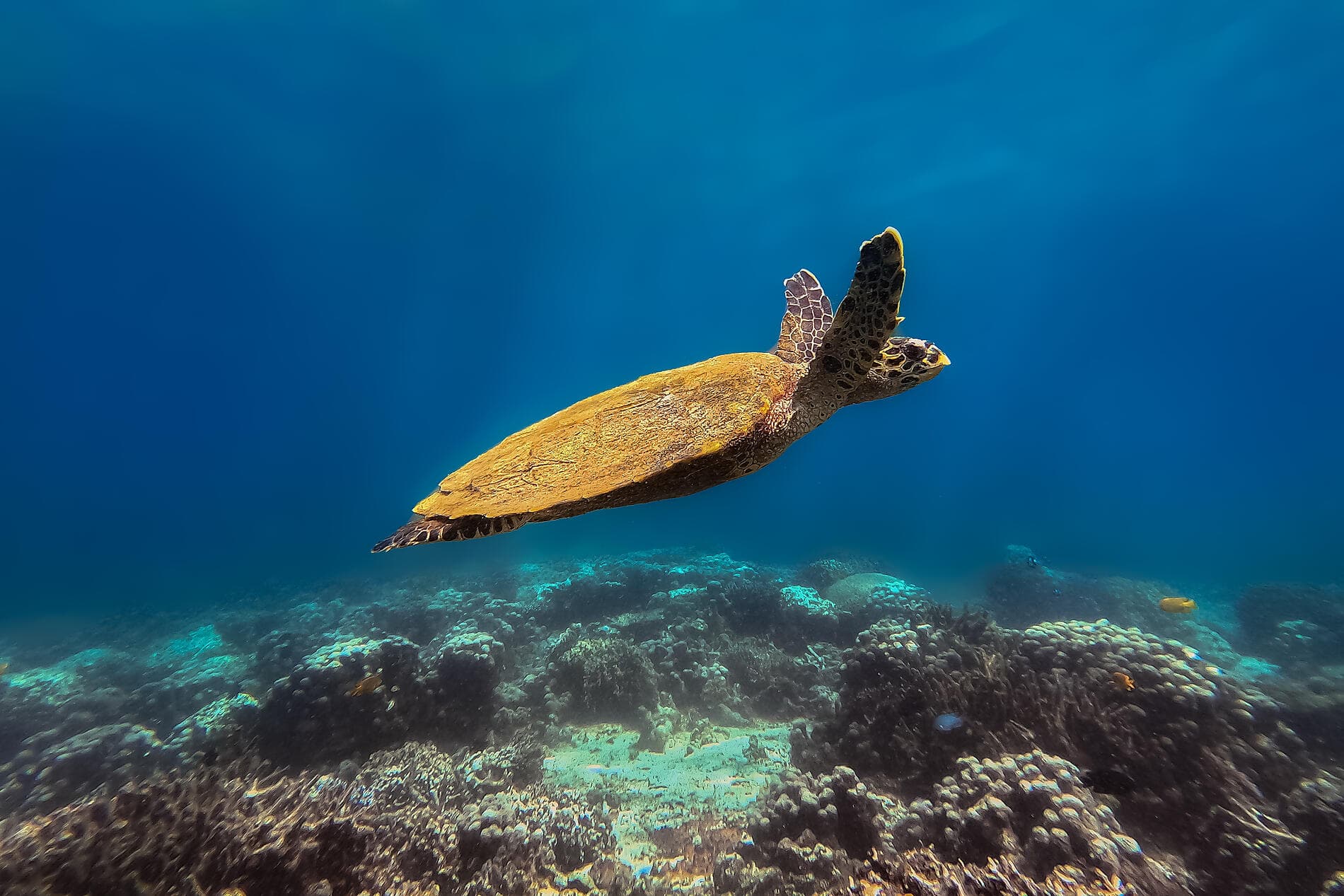 De Madagascar aux Seychelles, îles insoupçonnées 