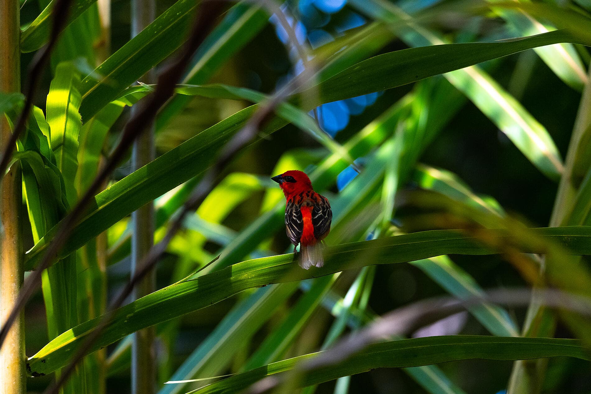 De Madagascar aux Seychelles, îles insoupçonnées 