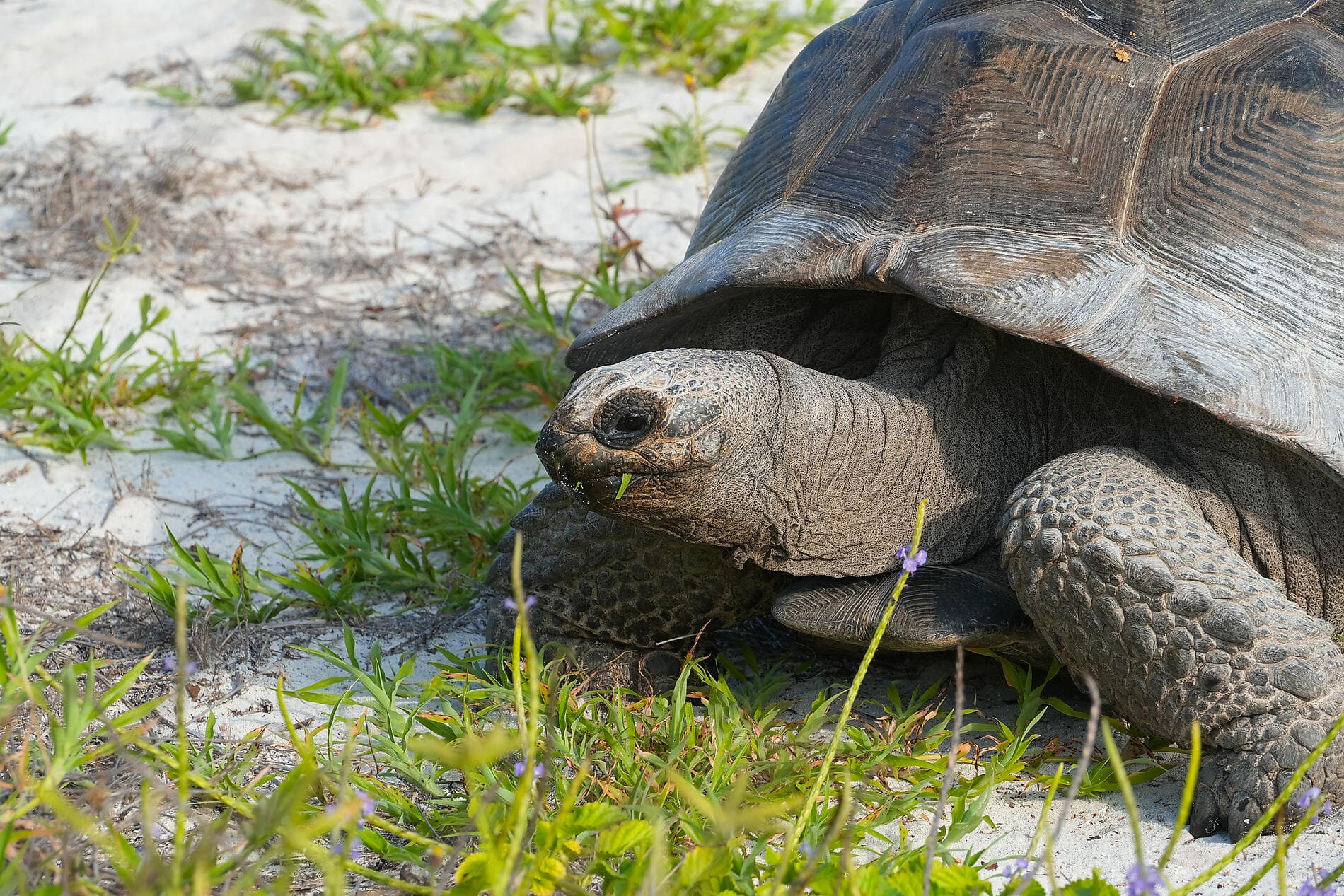De Madagascar aux Seychelles, îles insoupçonnées 