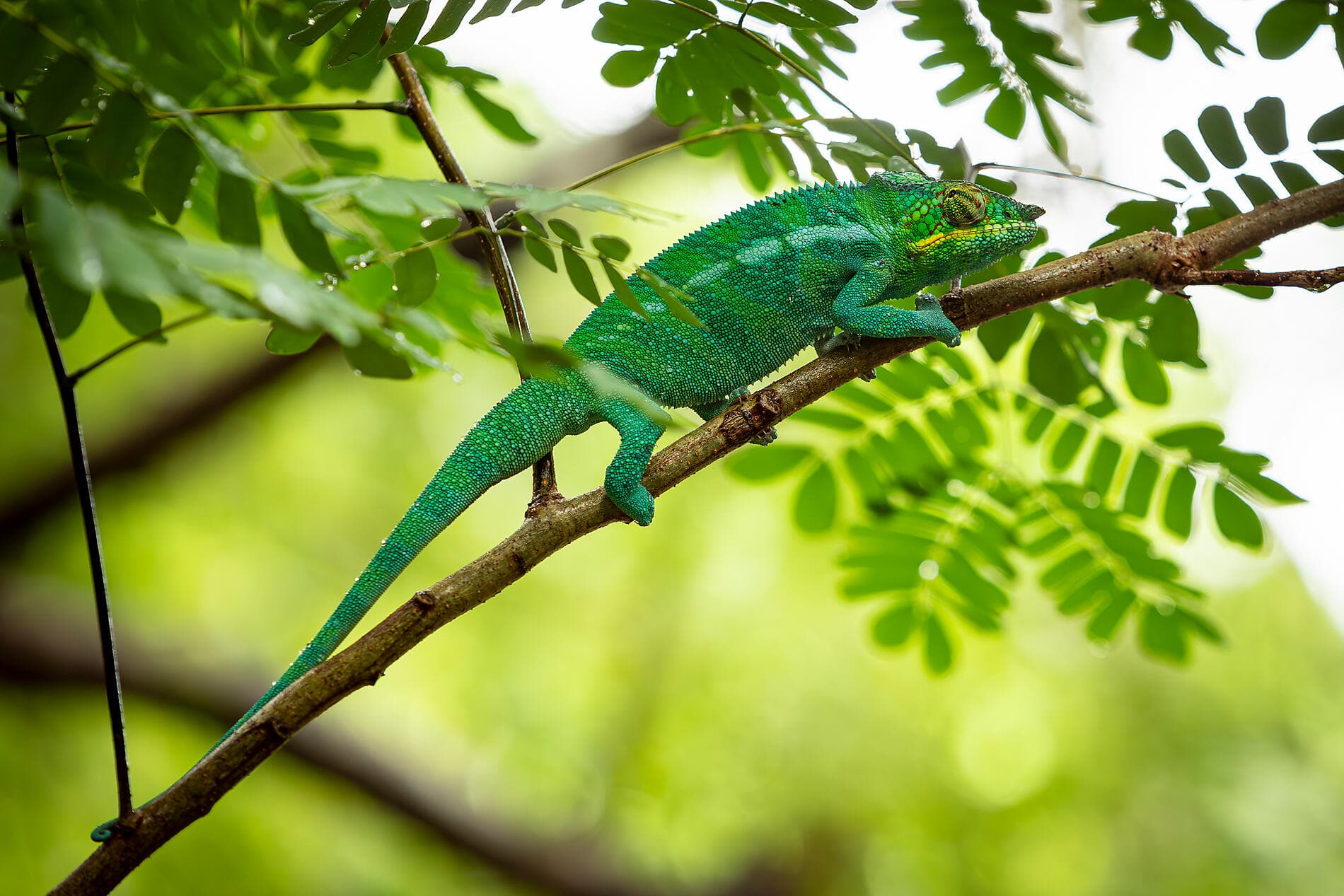 De Madagascar aux Seychelles, îles insoupçonnées 