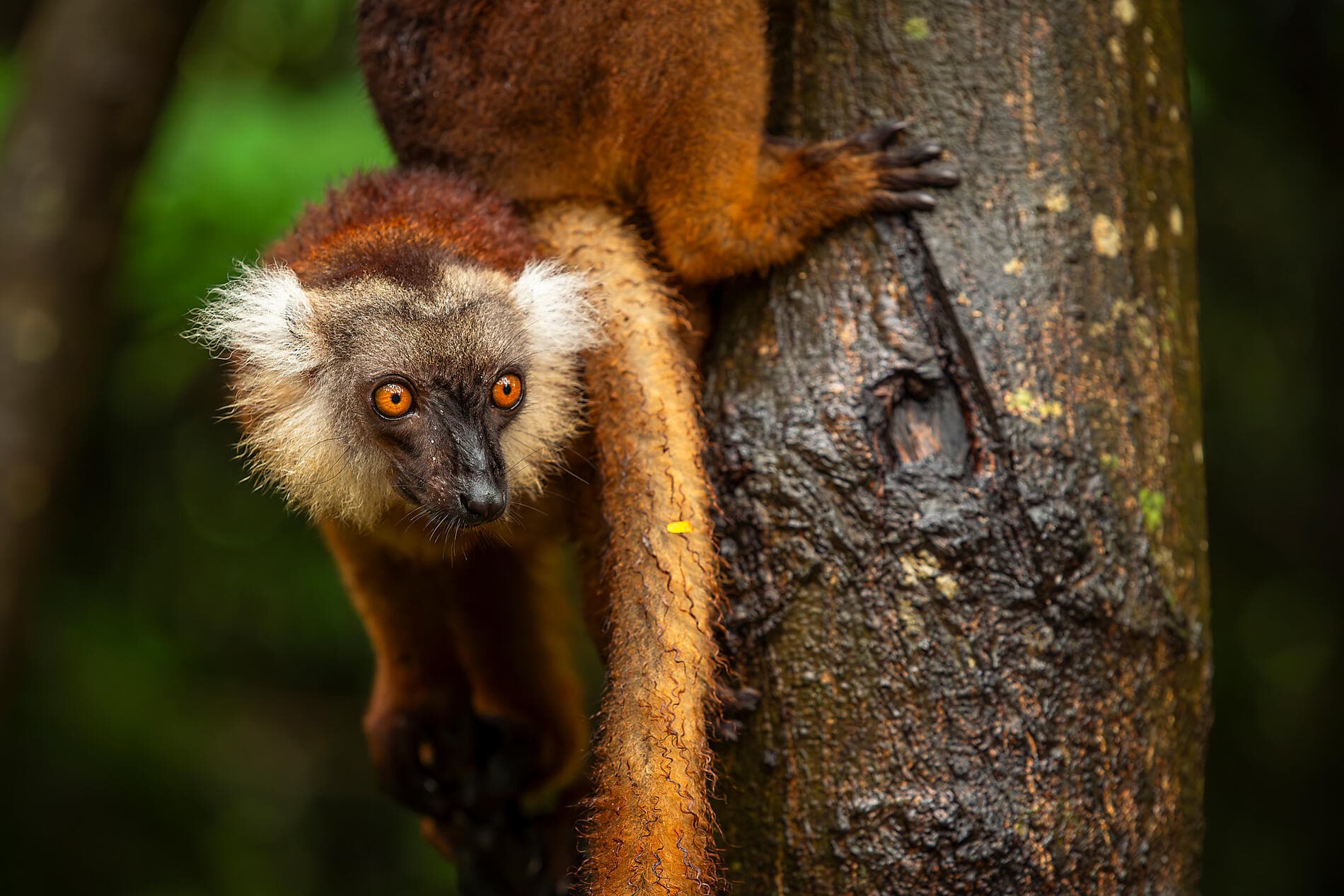 De Madagascar aux Seychelles, îles insoupçonnées 