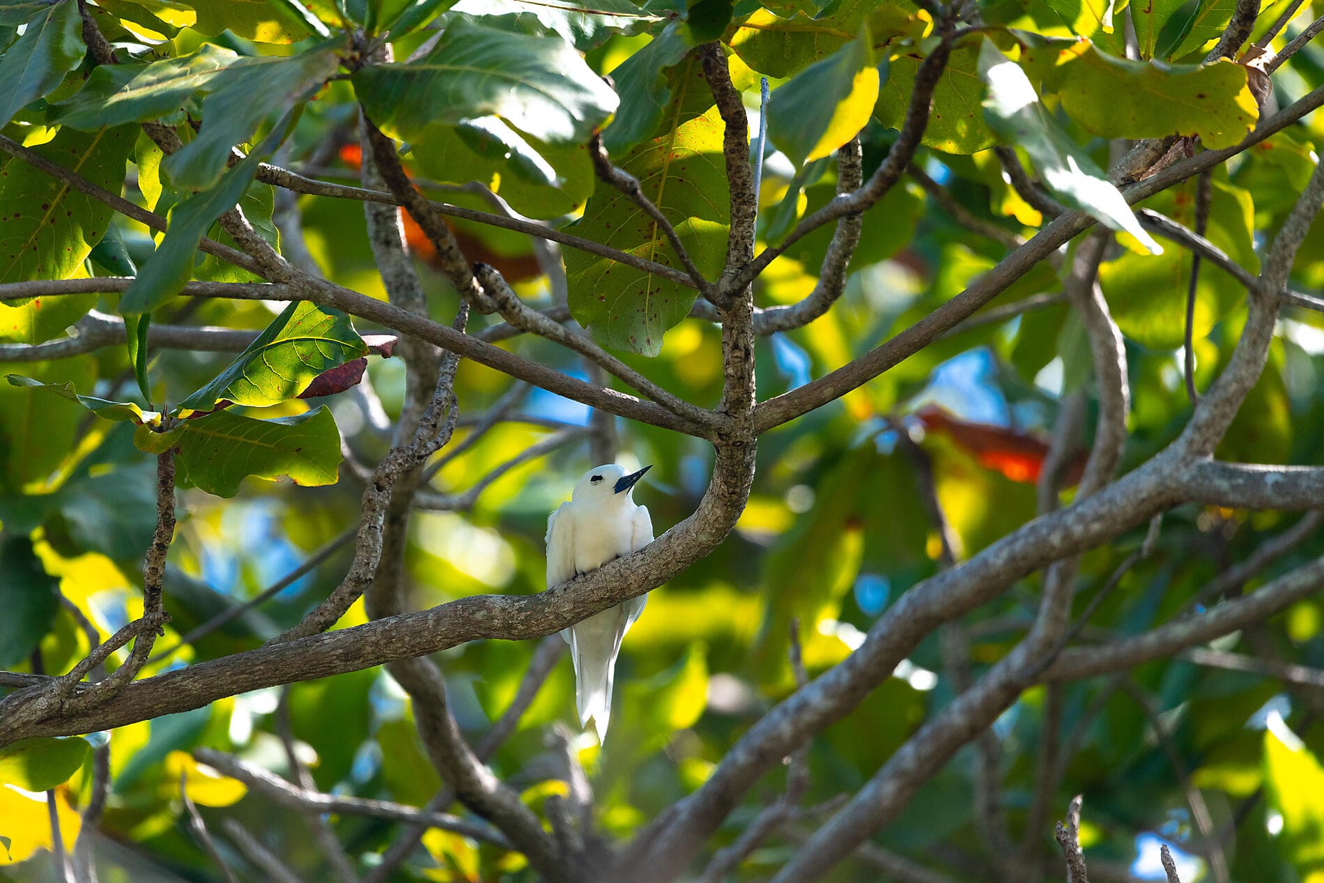 De Madagascar aux Seychelles, îles insoupçonnées 