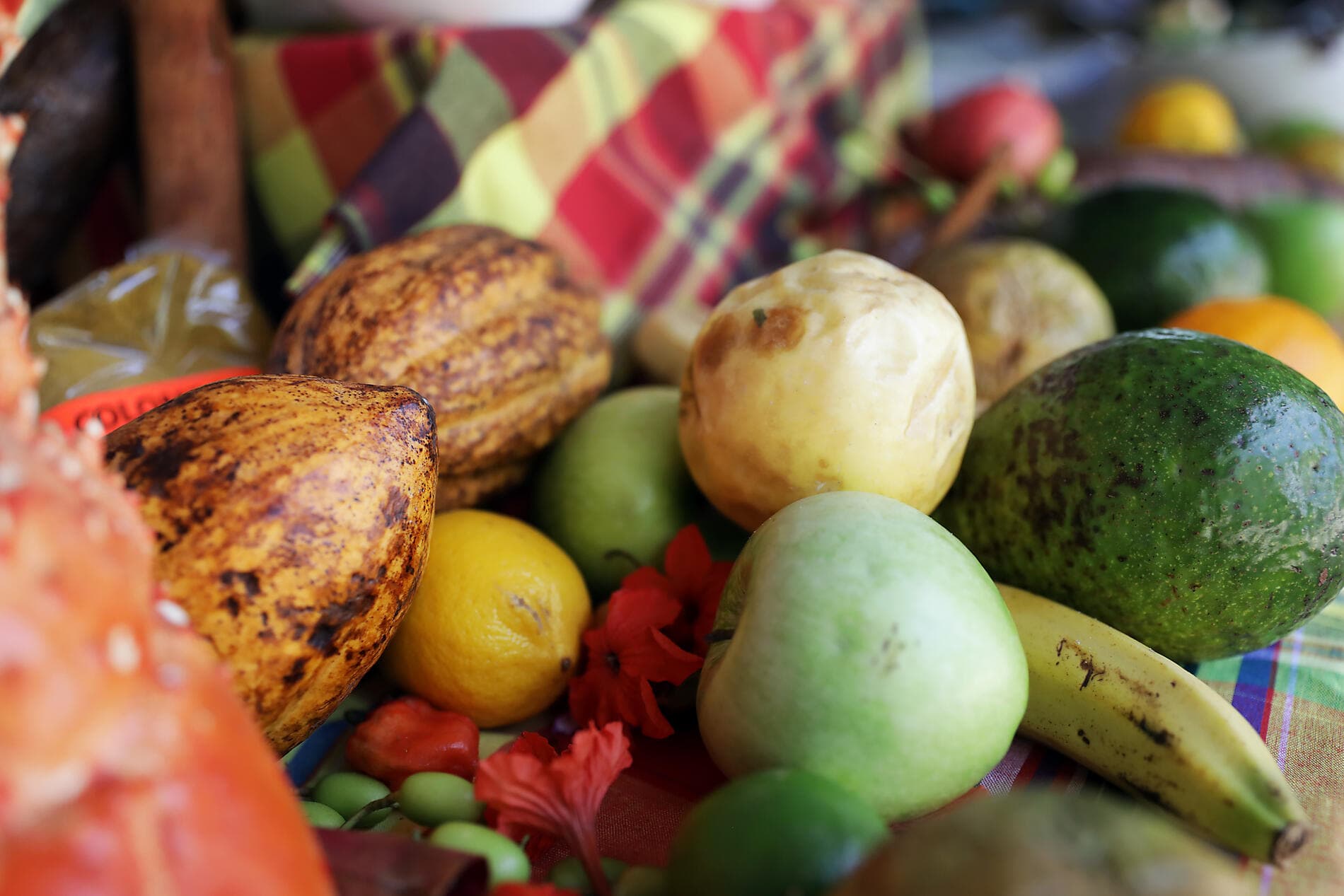 Merveilles des Caraïbes 