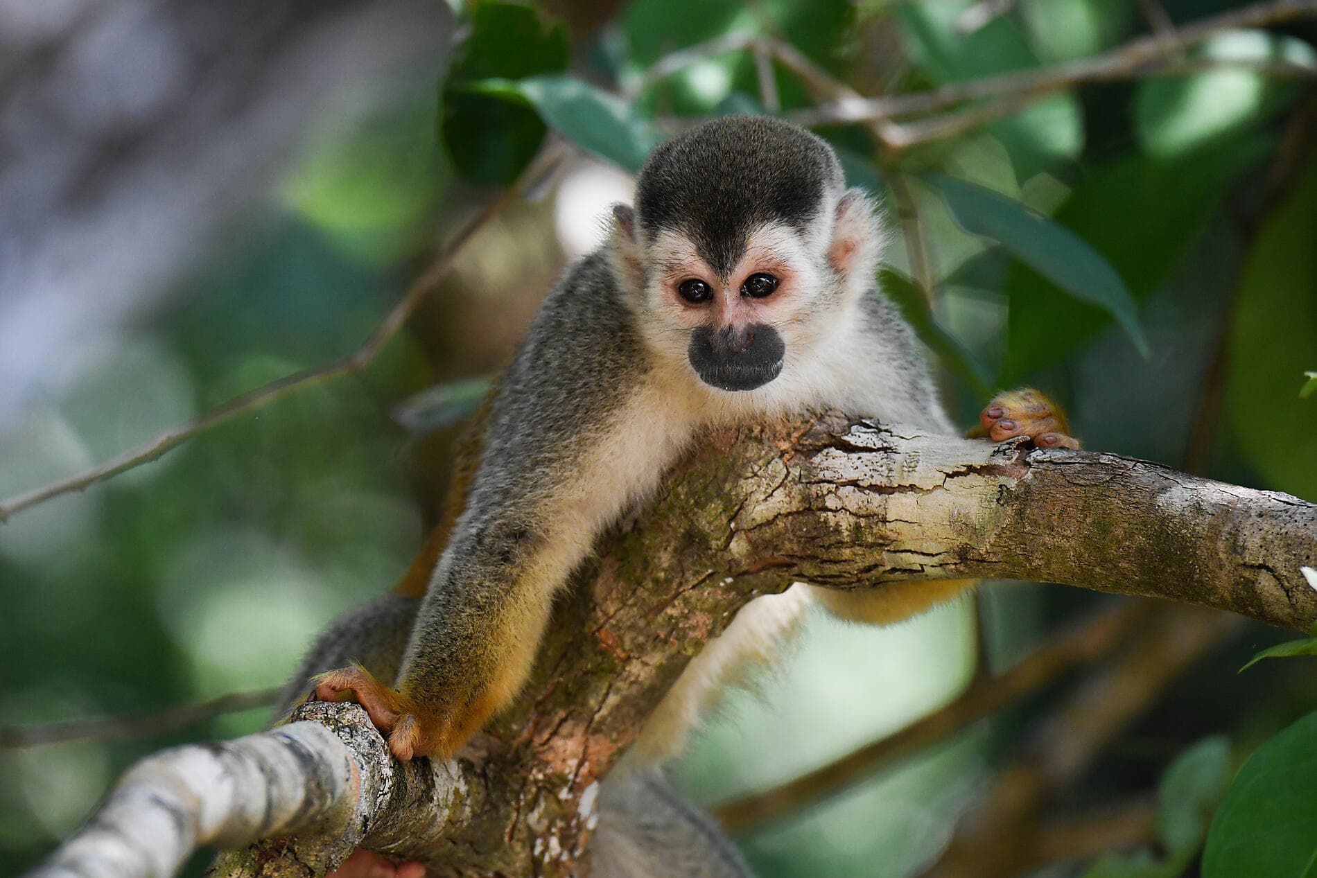 Secrets d’Amérique centrale 