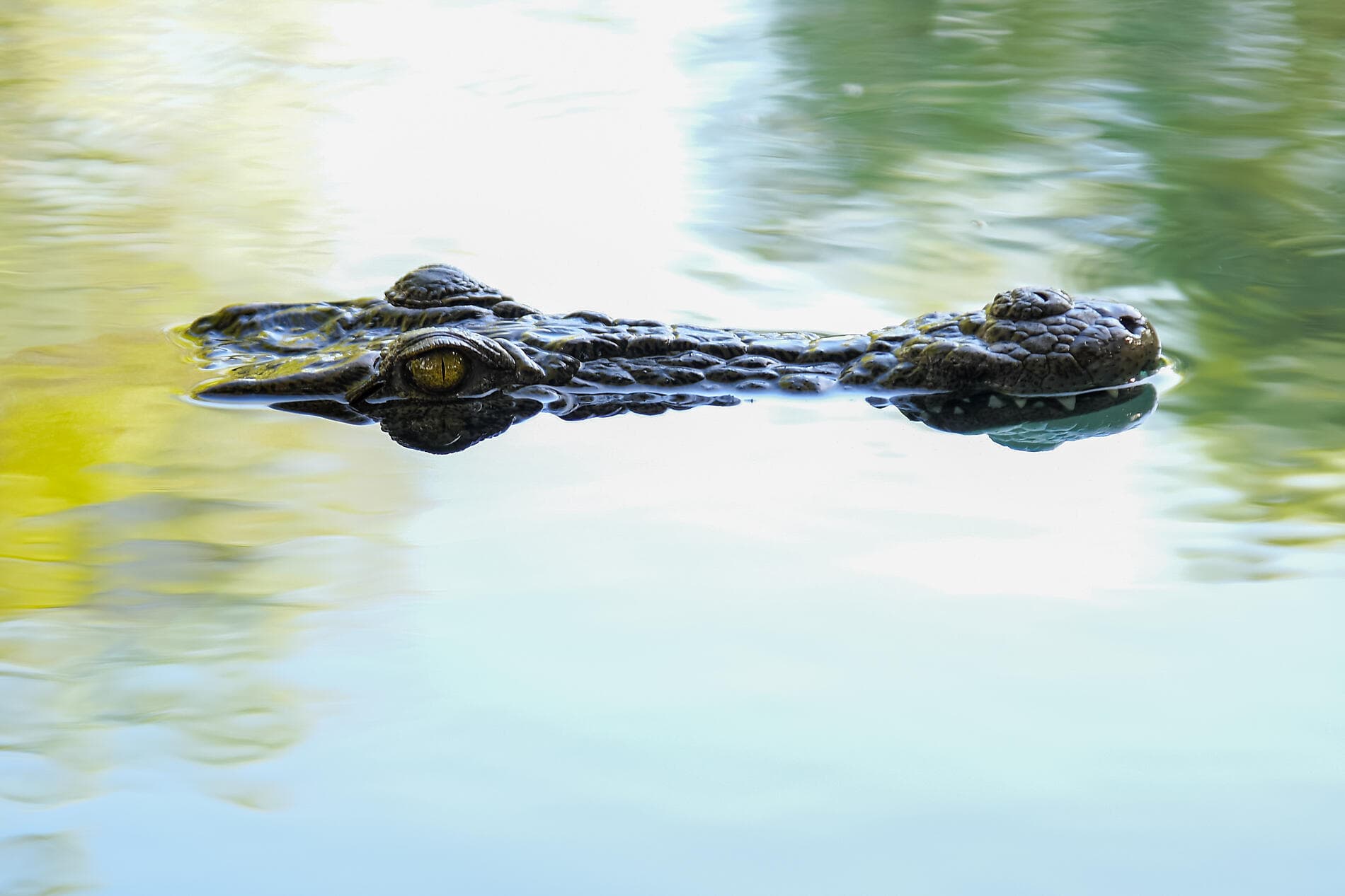 Afrique du Sud et Madagascar 