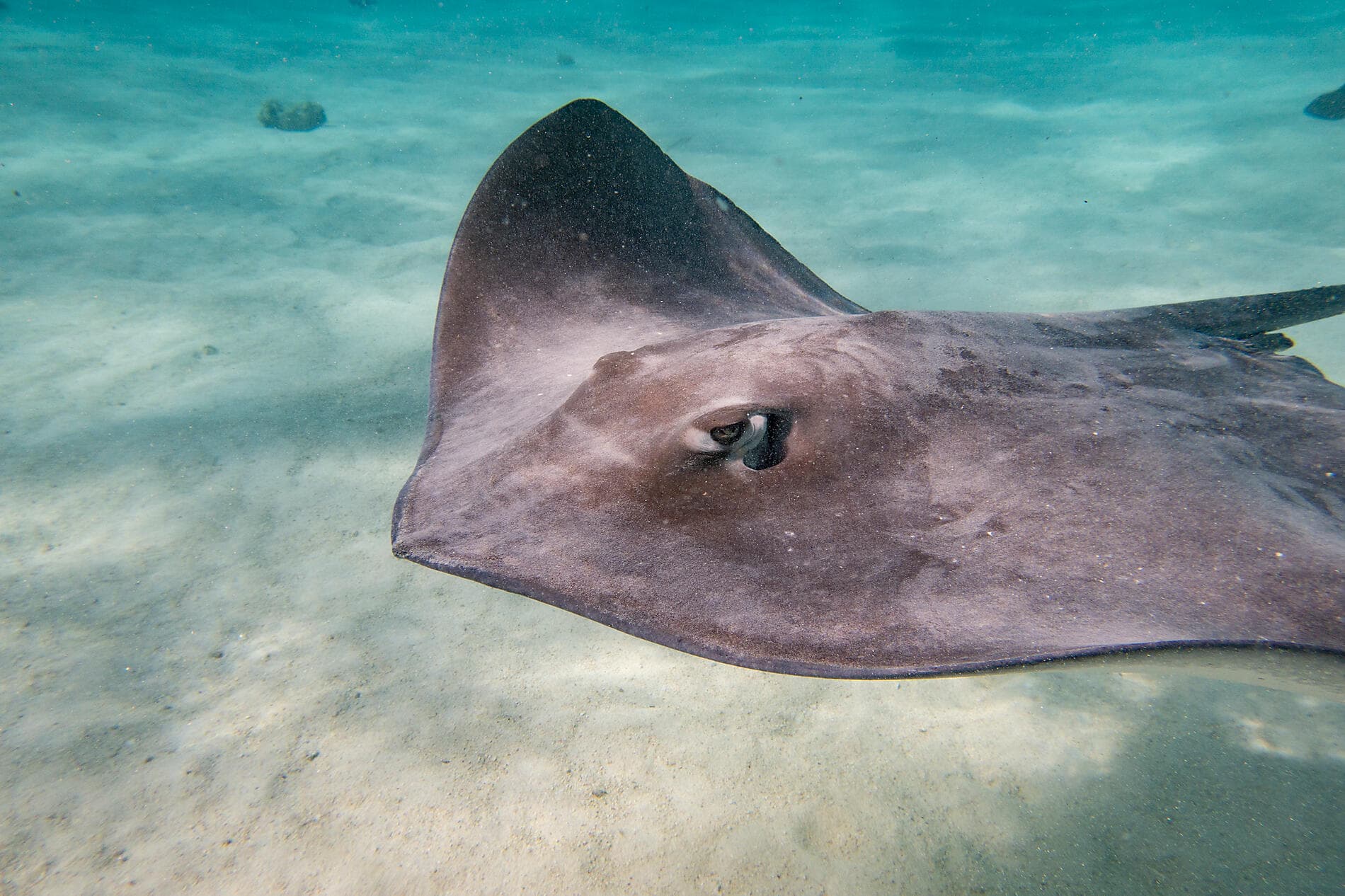 Douceur polynésienne : Marquises et Tuamotu 