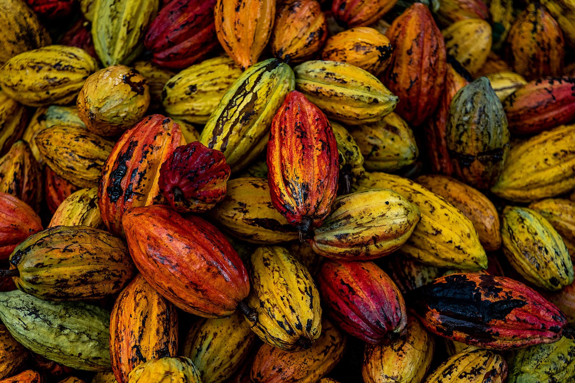 Joyaux secrets des Petites Antilles