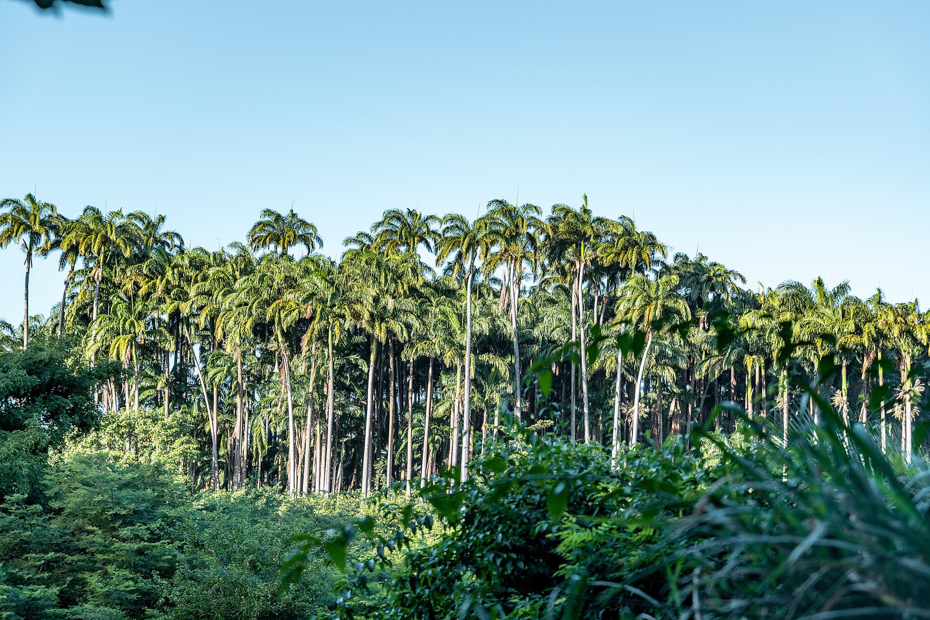 Joyaux secrets des Petites Antilles