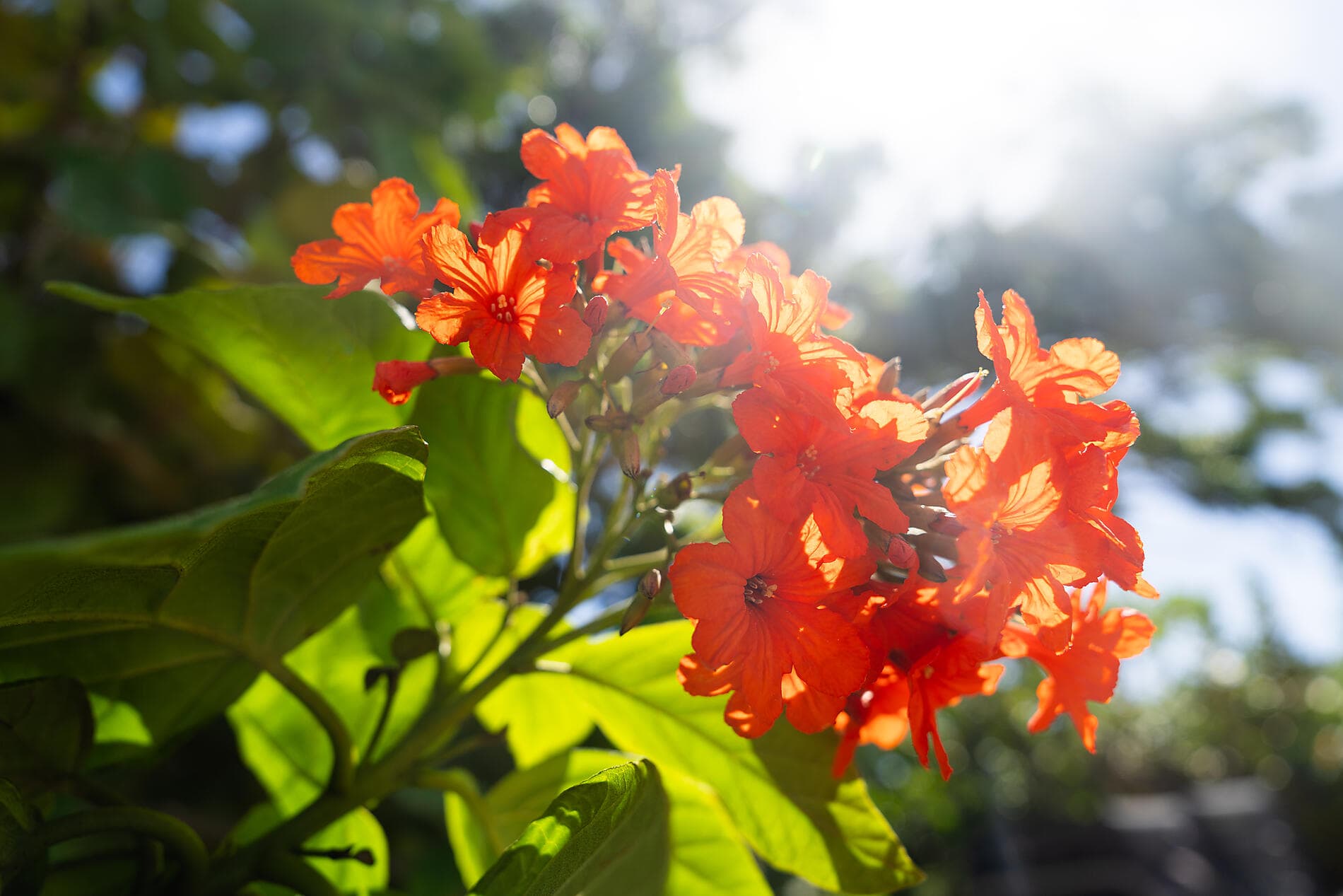 Panama, Colombie et les îles Caraïbes