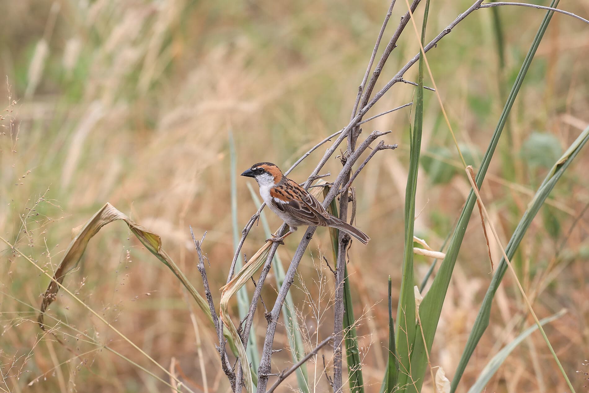 Hommage à Rostropovitch, le violoncelliste du siècle 