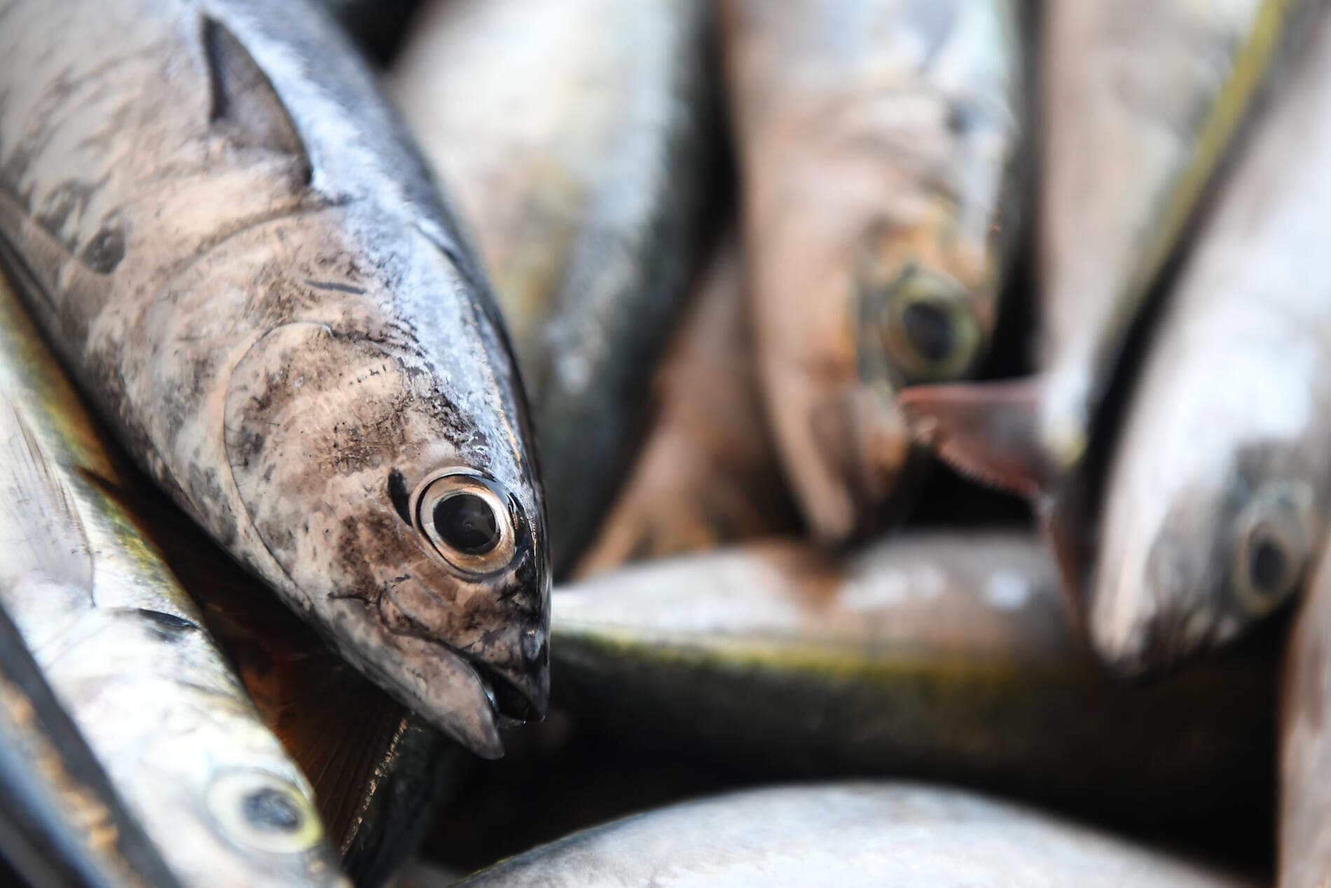 Hommage à Rostropovitch, le violoncelliste du siècle 