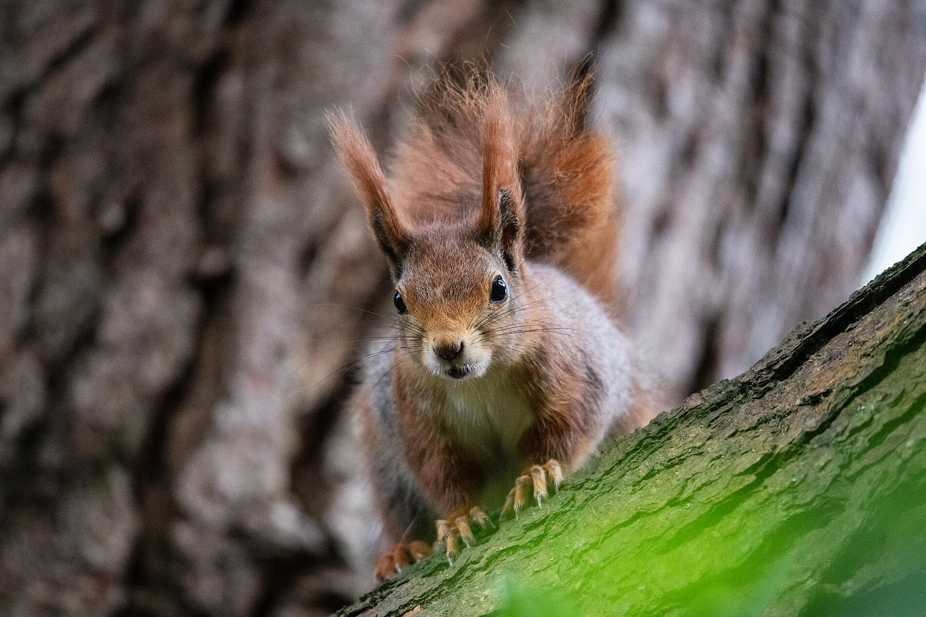 Archipels britanniques et rivages celtiques 