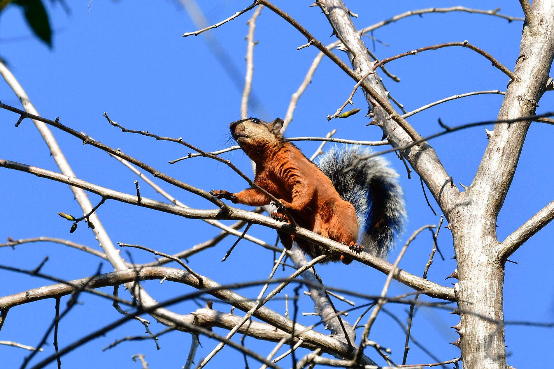 Secrets d’Amérique centrale
