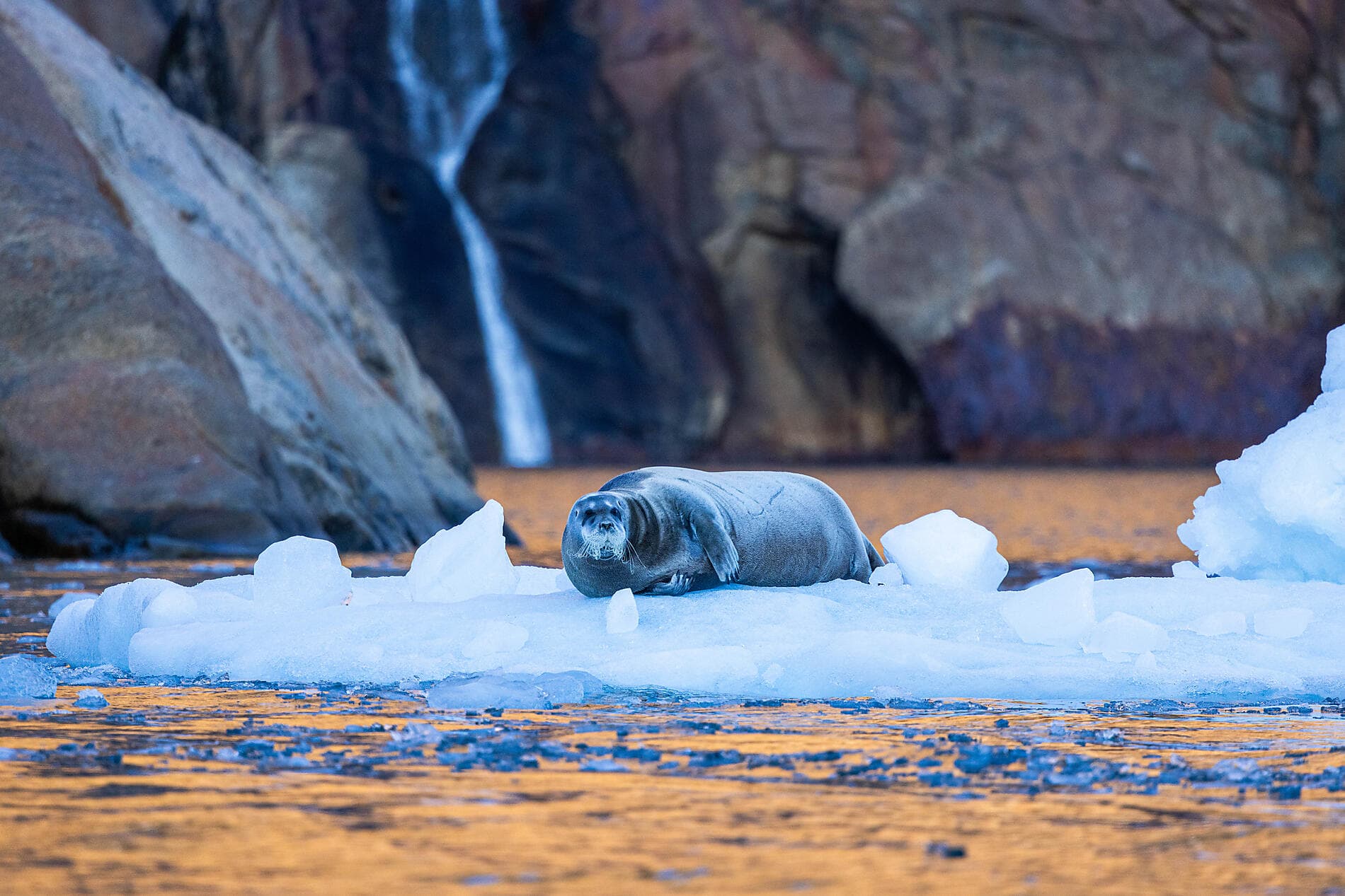 Expédition du Groenland au Canada 