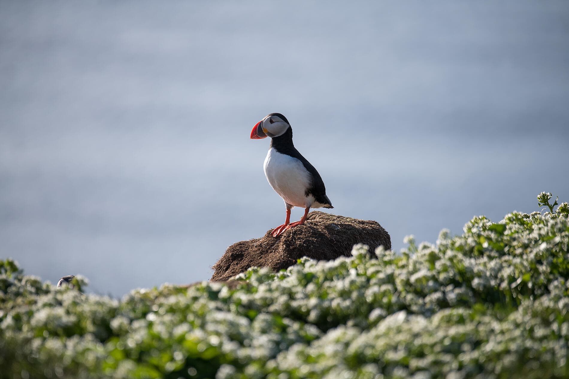 Territoires sauvages d'Écosse, des îles Féroé et d'Islande 