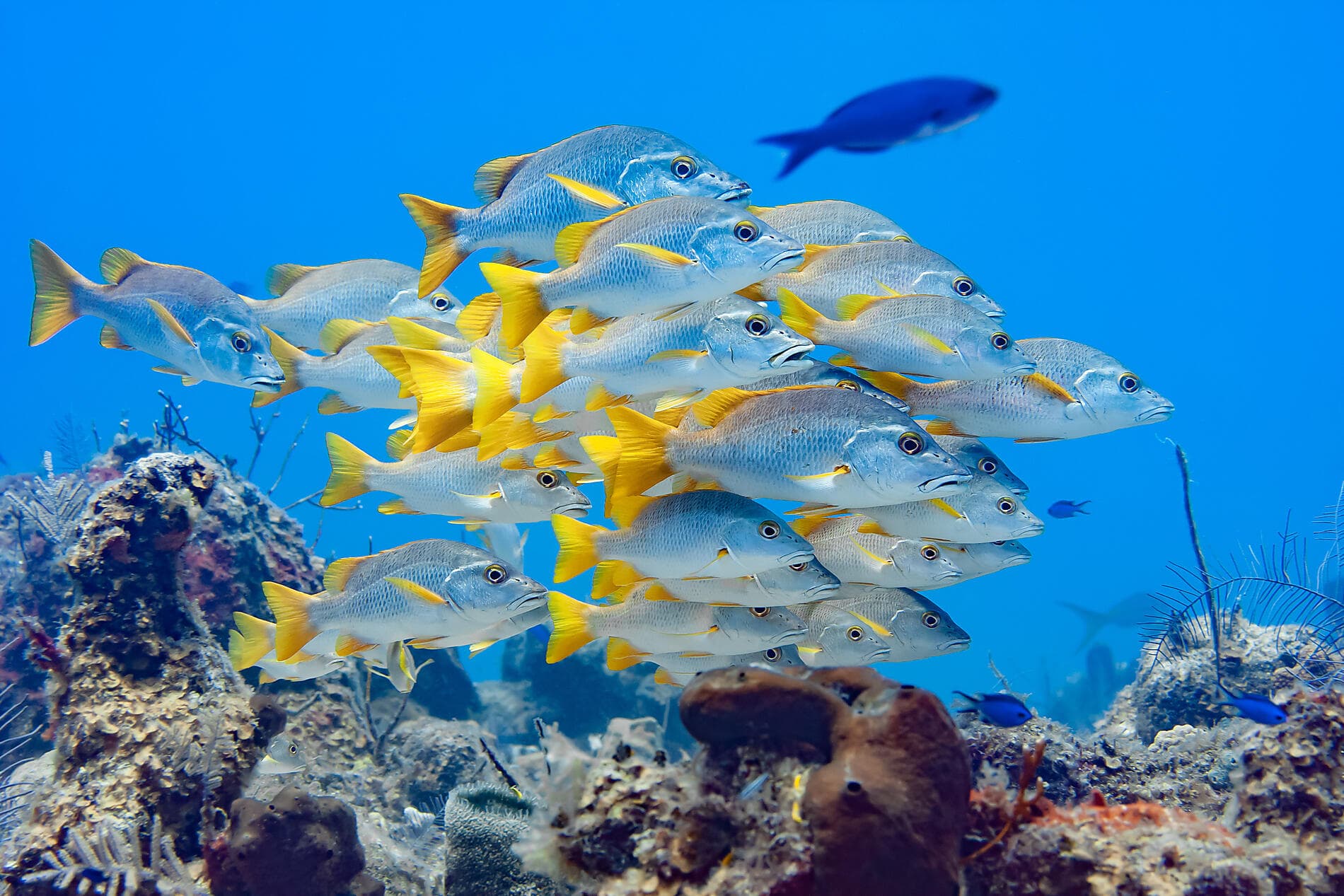 Joyaux du nord des Caraïbes 