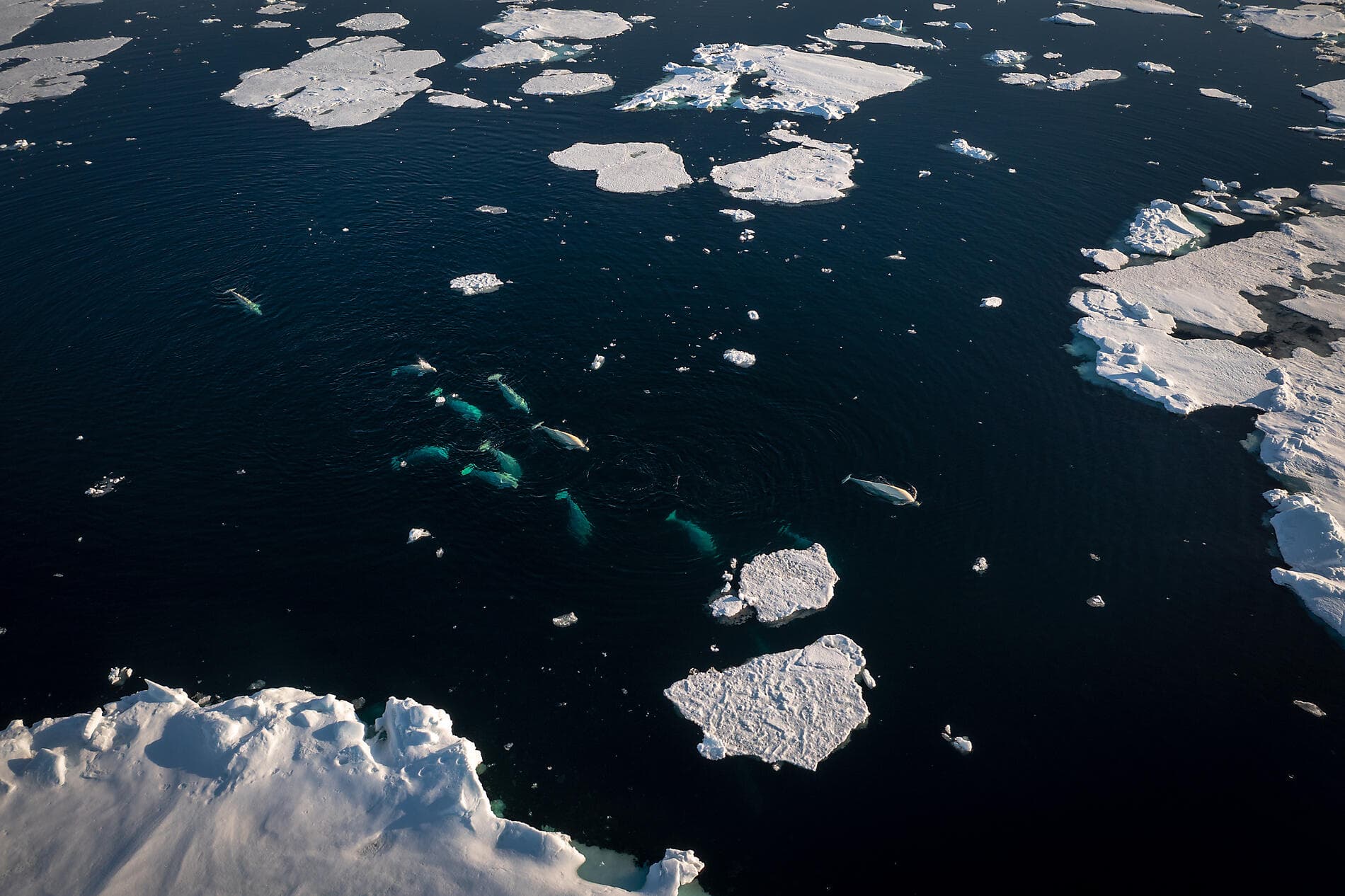 Aux confins du Grand Nord Arctique 