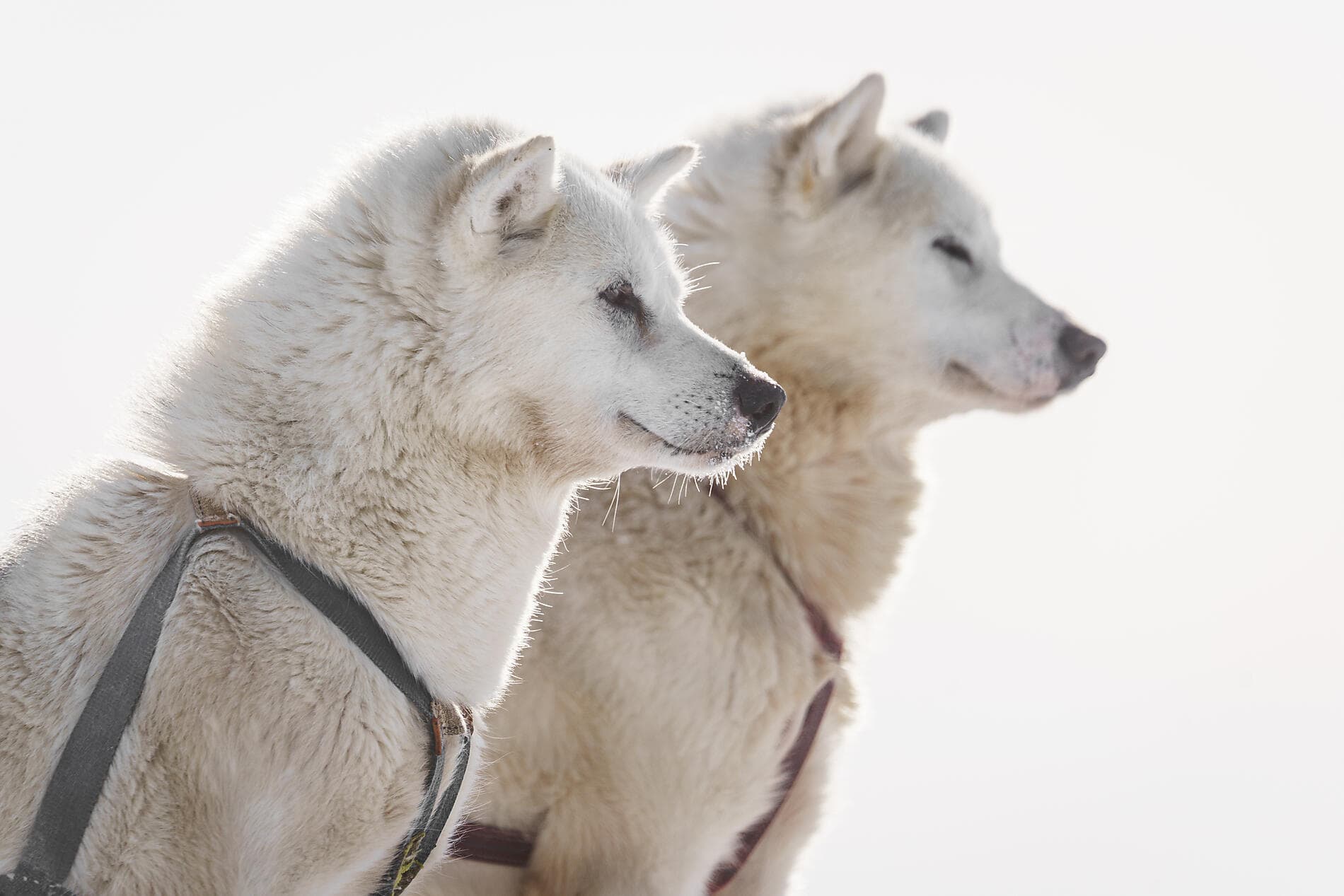 Aux confins du Grand Nord Arctique 