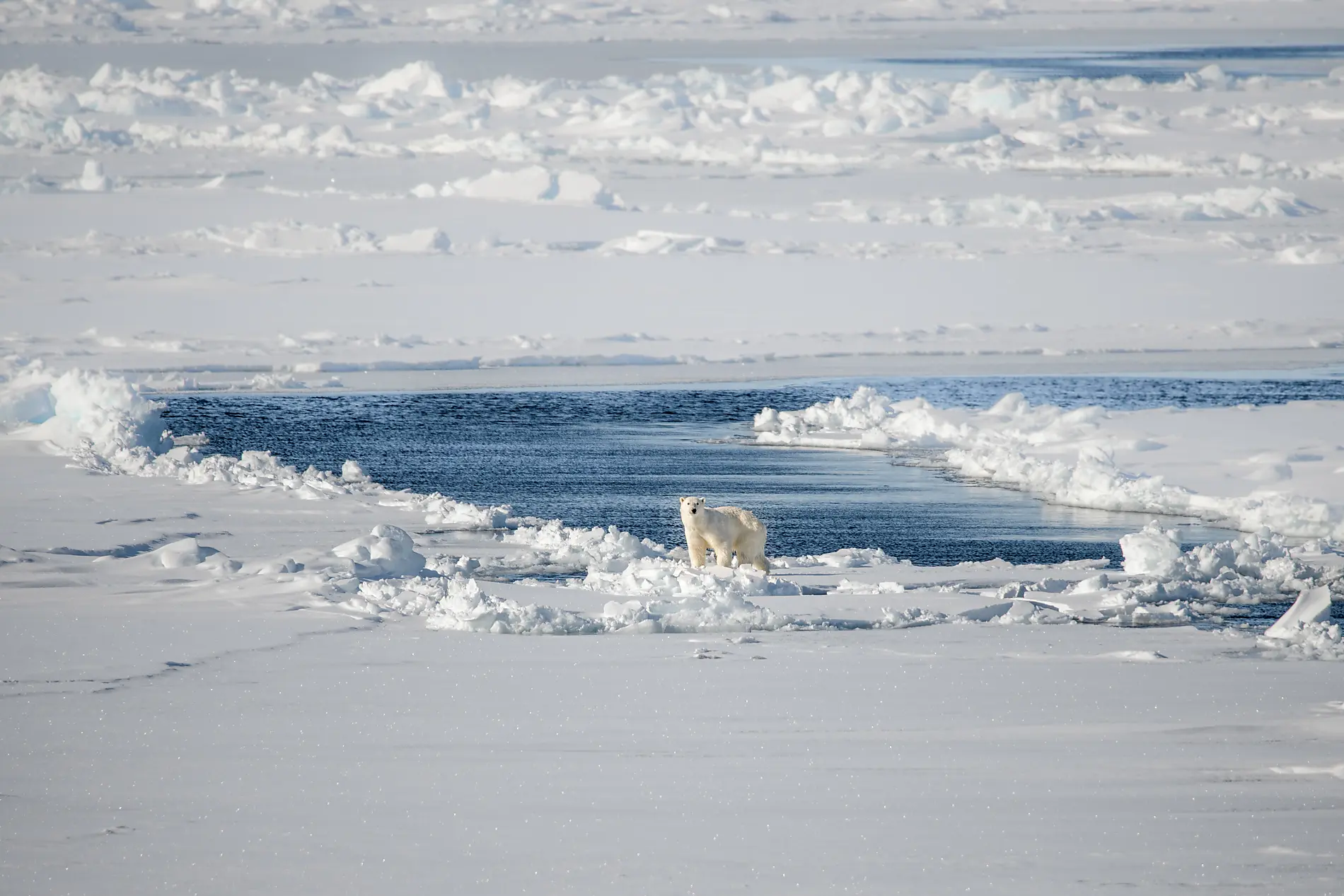 Aux confins du Grand Nord Arctique 