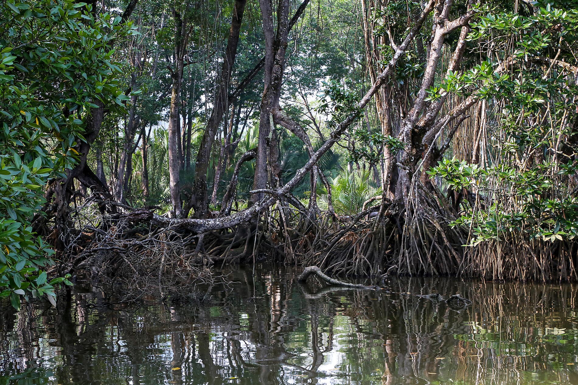 Joyaux et mystères des Philippines et de Bornéo 