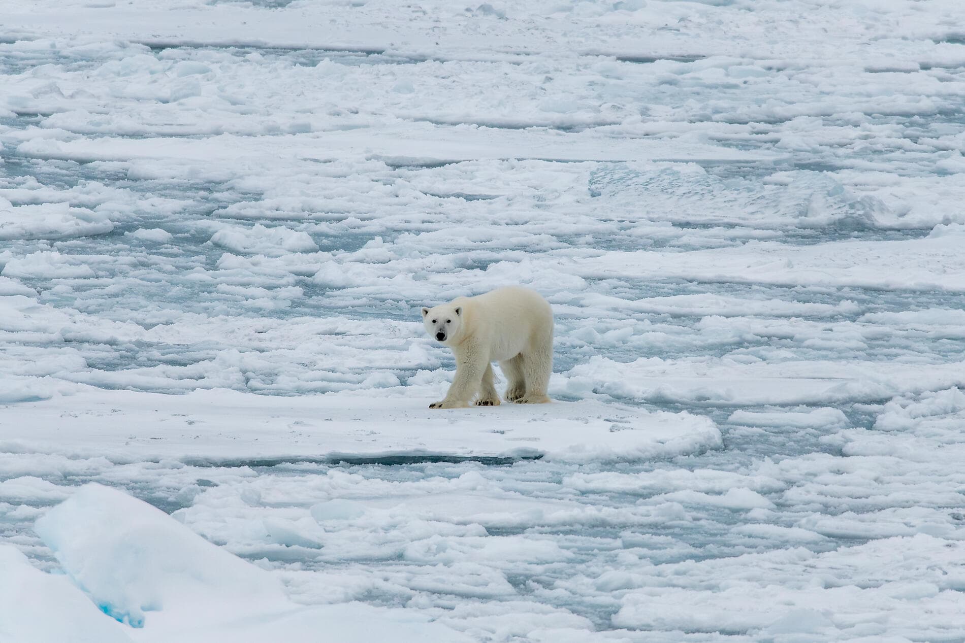 Le pôle Nord géographique et exploration du Groenland septentrional