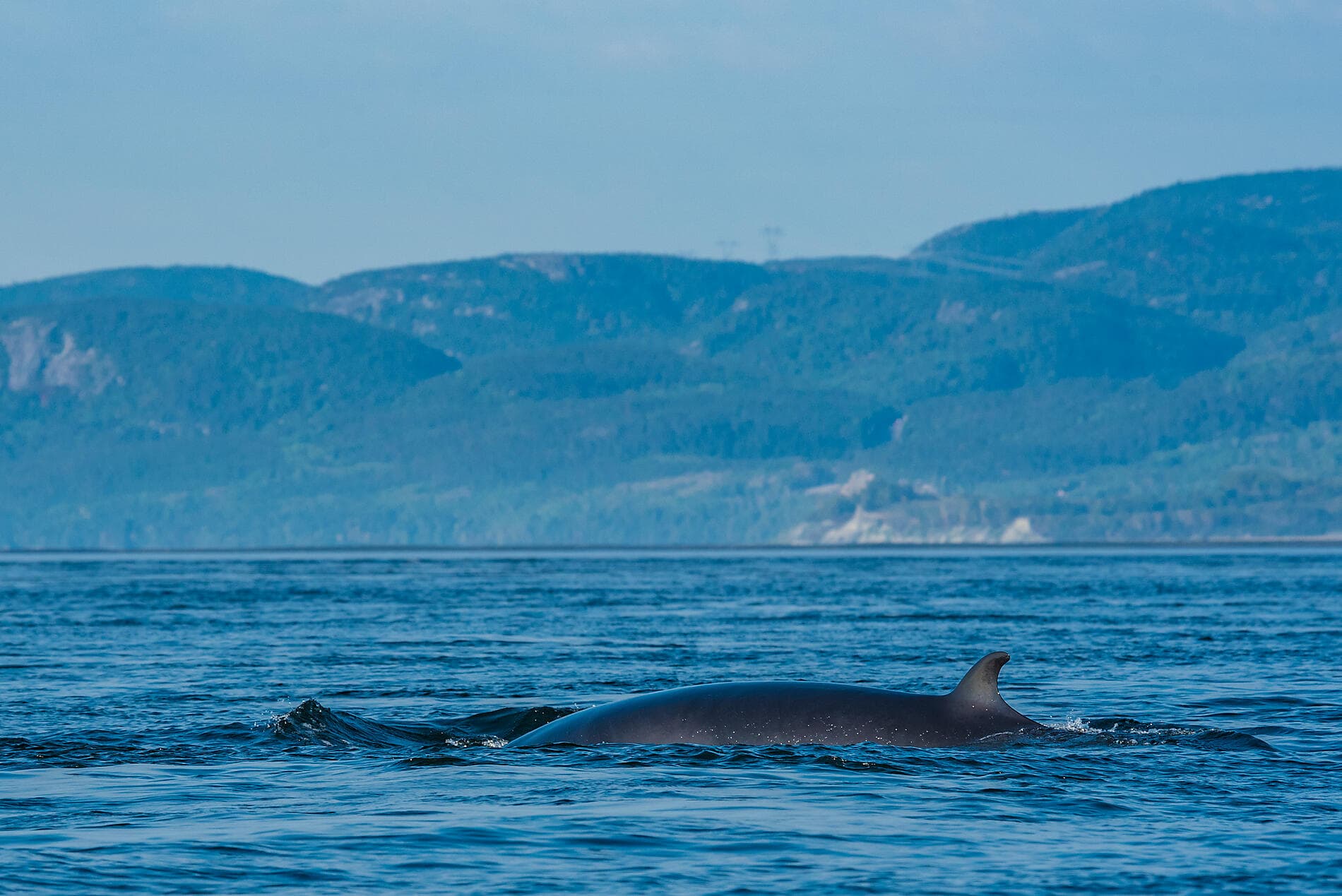 Croisière de la fidélité - De la Belle Province à Big Apple : nature et cités remarquables