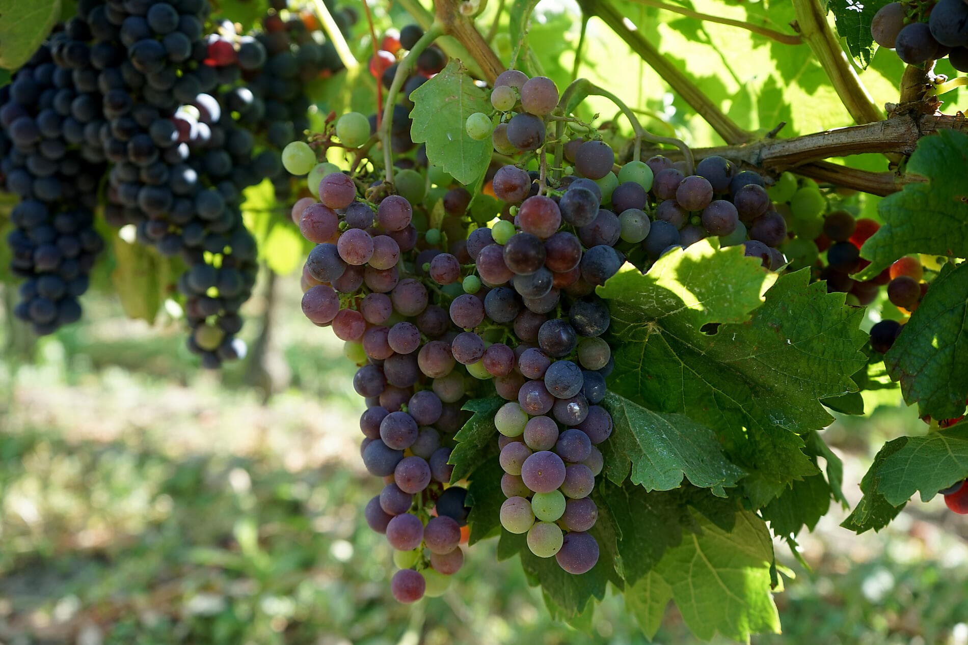 Saveurs, vignes et océan