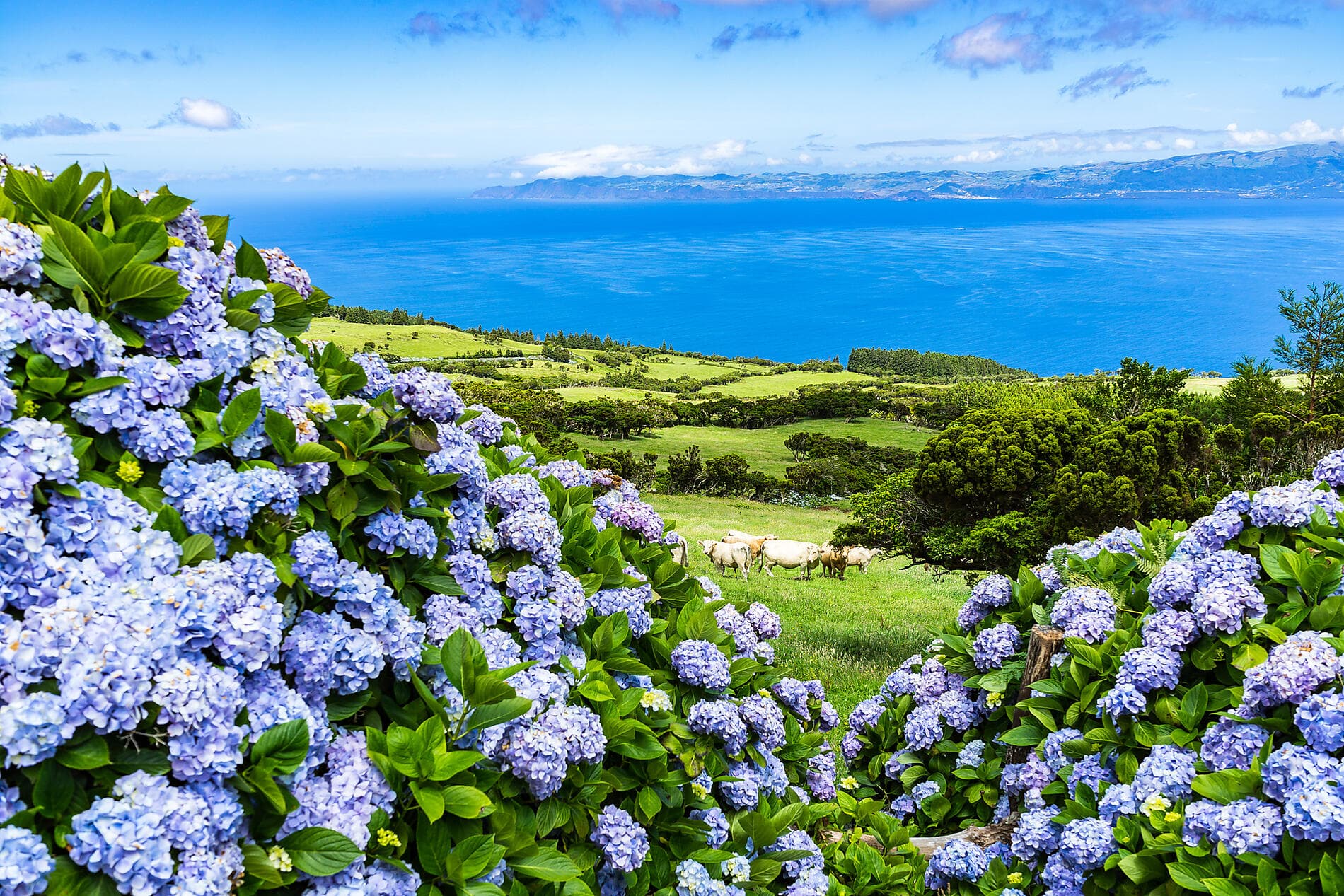 L’essentiel des Açores  