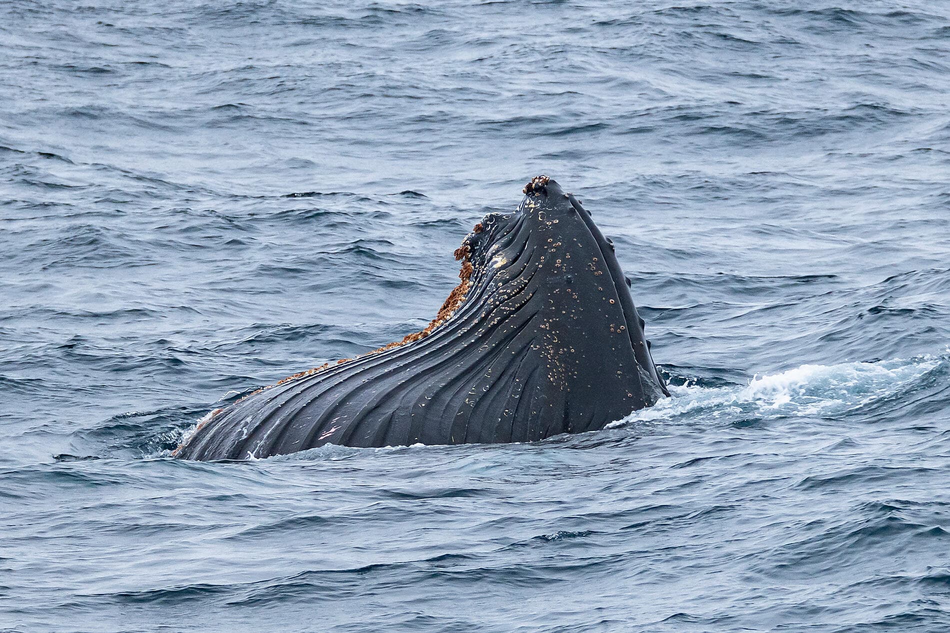 Cap sur les glaces de la mythique mer de Weddell 