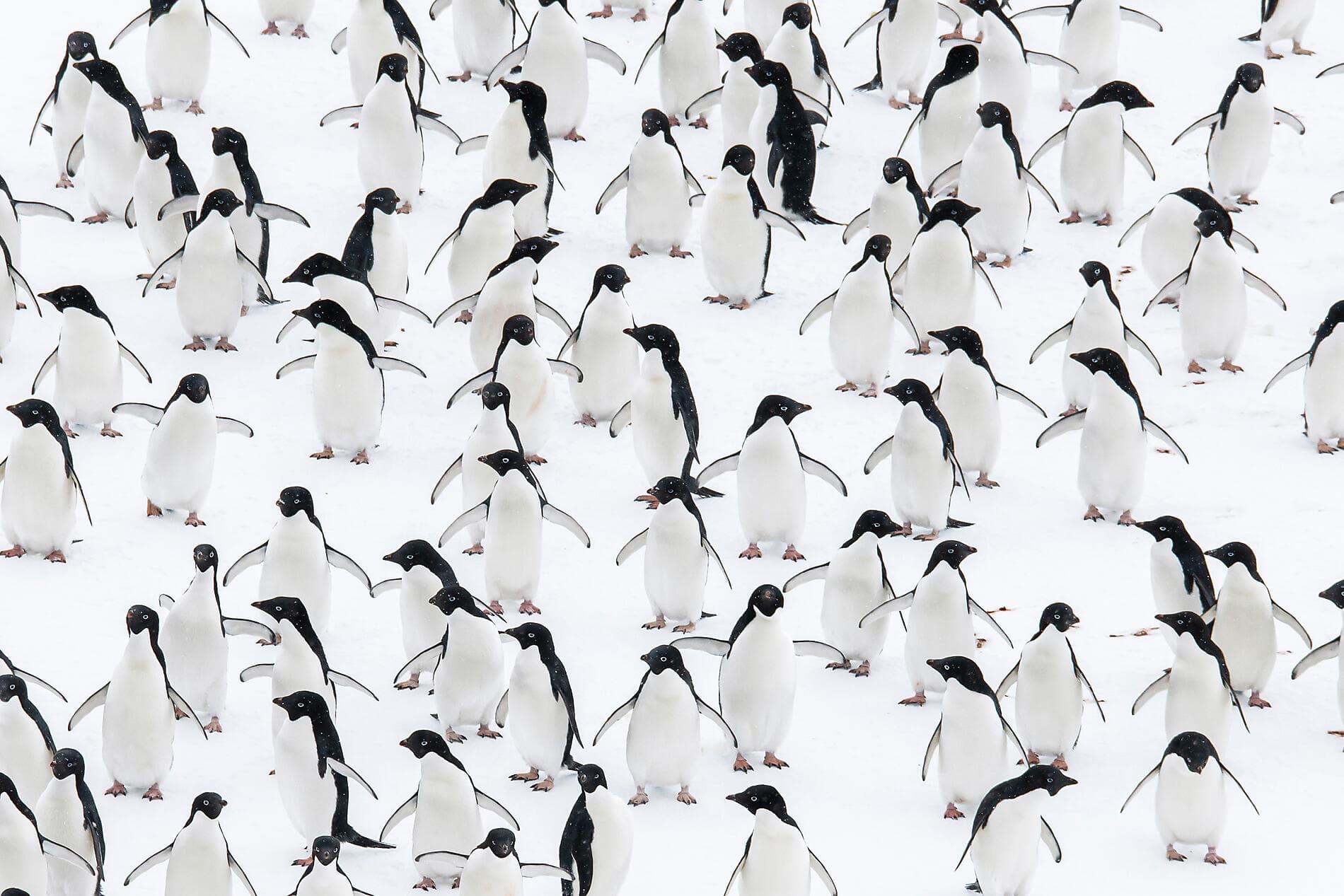 Cap sur les glaces de la mythique mer de Weddell 