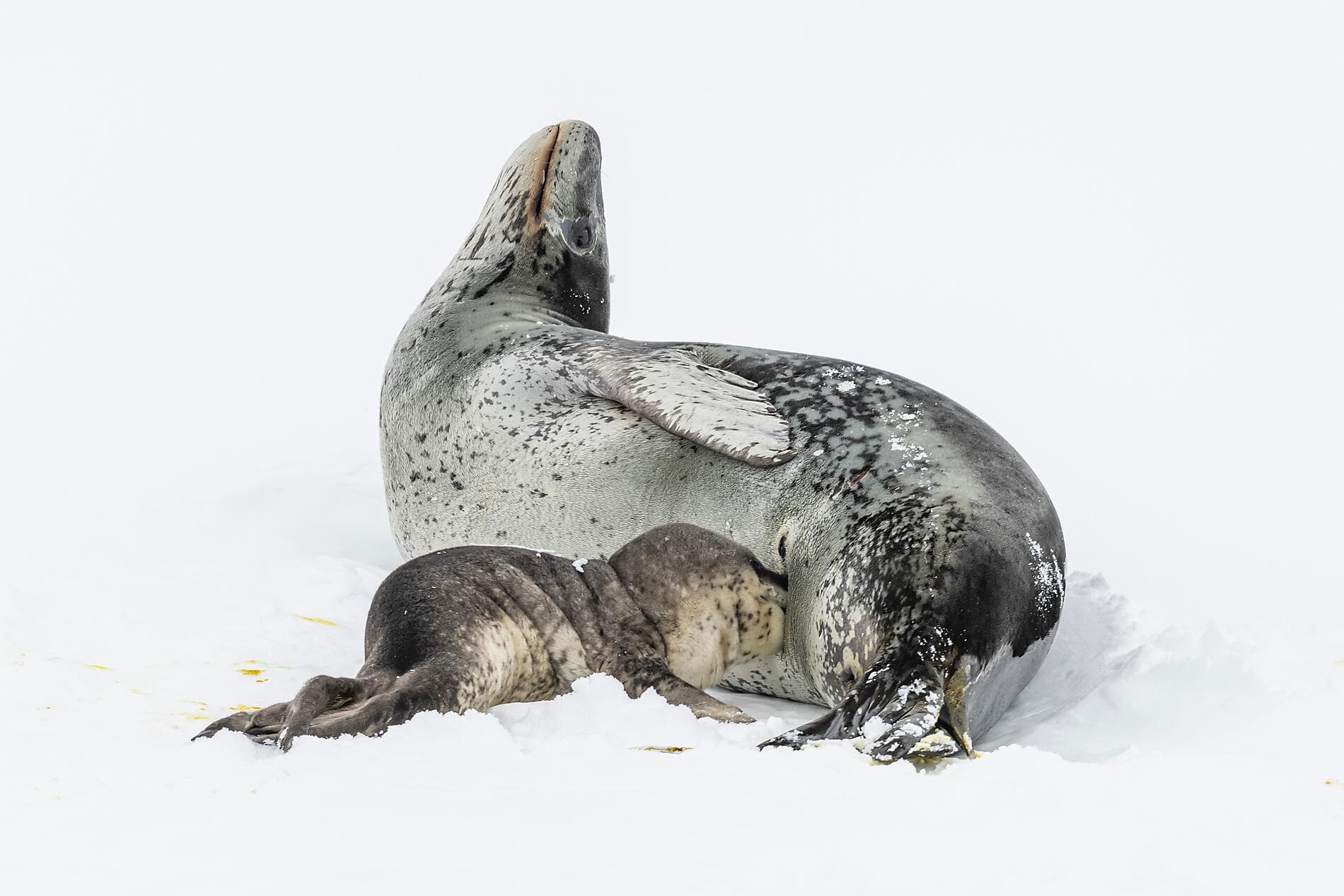 Cap sur les glaces de la mythique mer de Weddell 