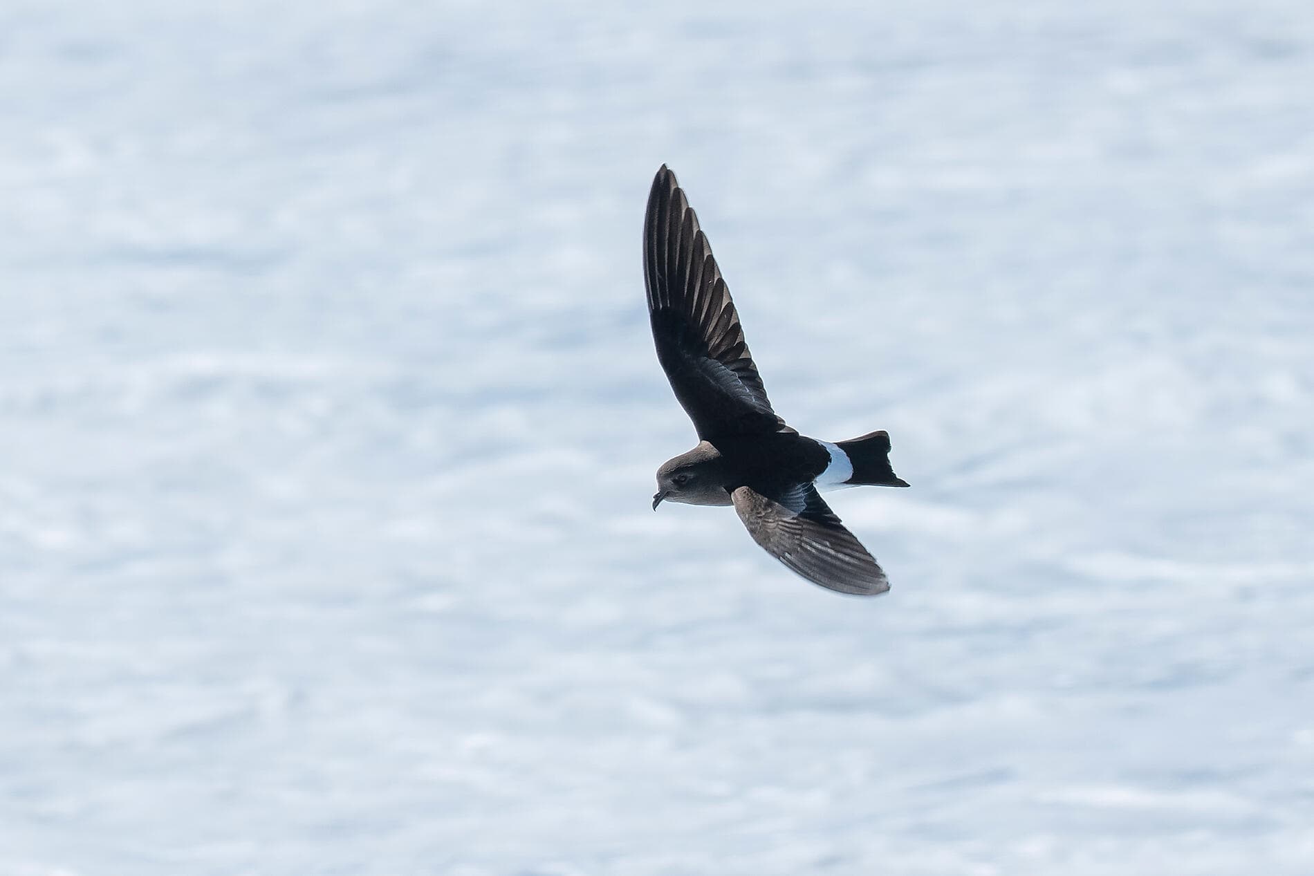 Cap sur les glaces de la mythique mer de Weddell 
