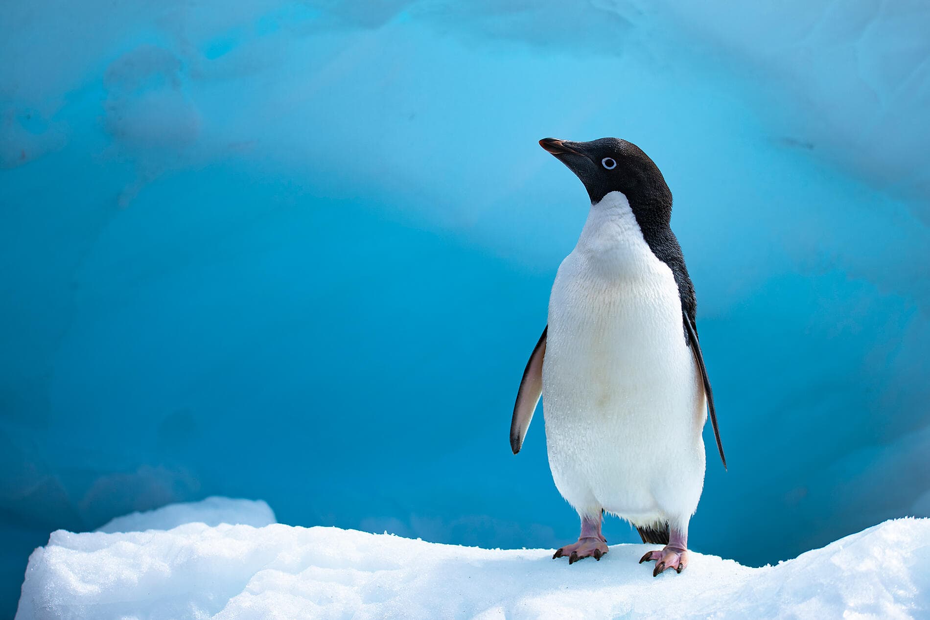 Cap sur les glaces de la mythique mer de Weddell 