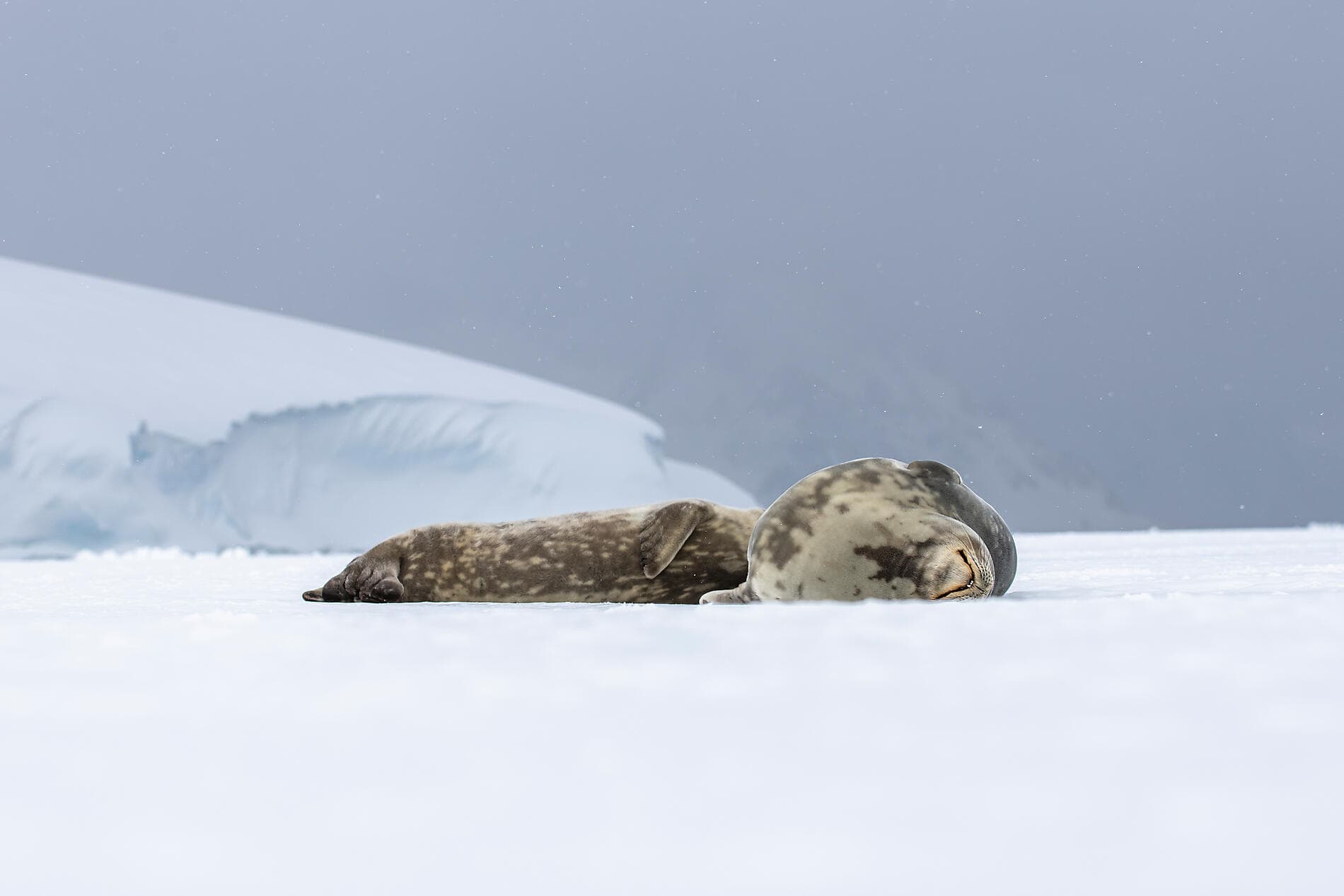 Mer de Weddell et plateformes de glace de Larsen 