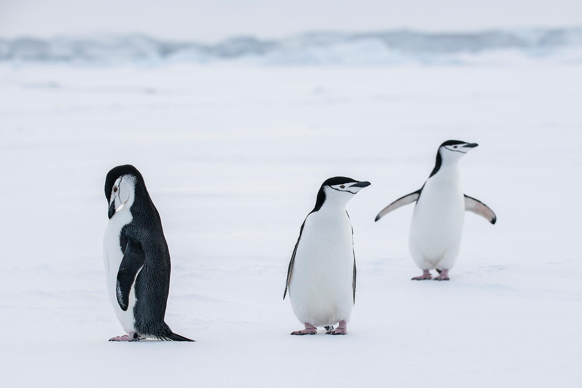 Mer de Weddell et plateformes de glace de Larsen 