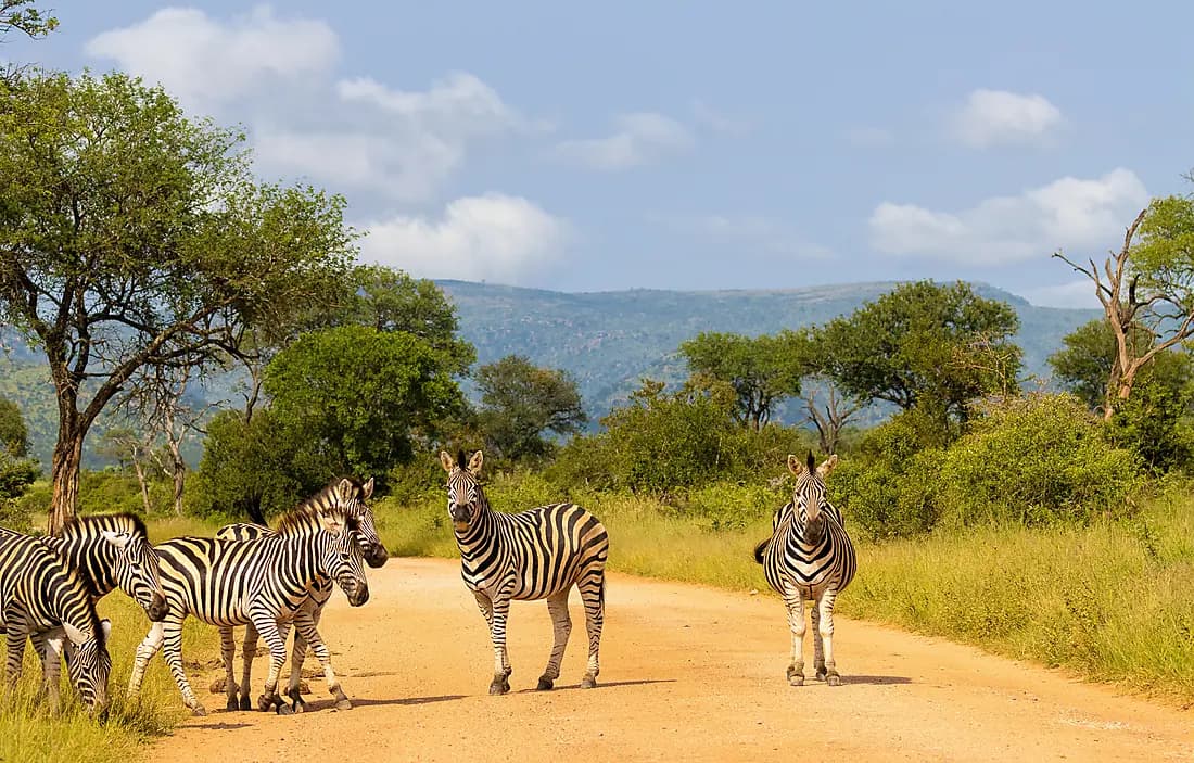 Safari au Kruger : luxe et faune au Shishangeni Camp (3 nuits)