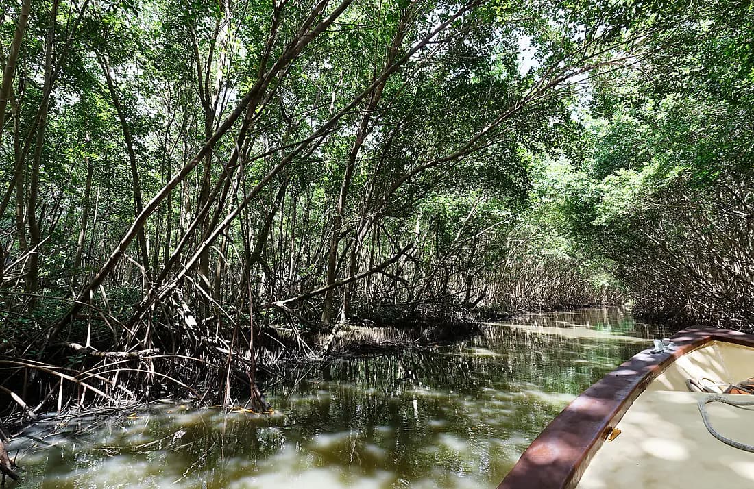 Entre Mangrove et Artisanat : Une Journée d’Exception