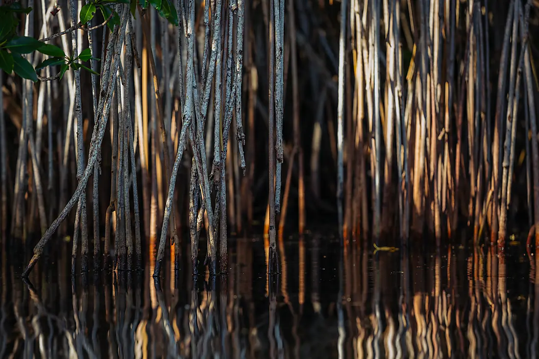 Découverte de la mangrove