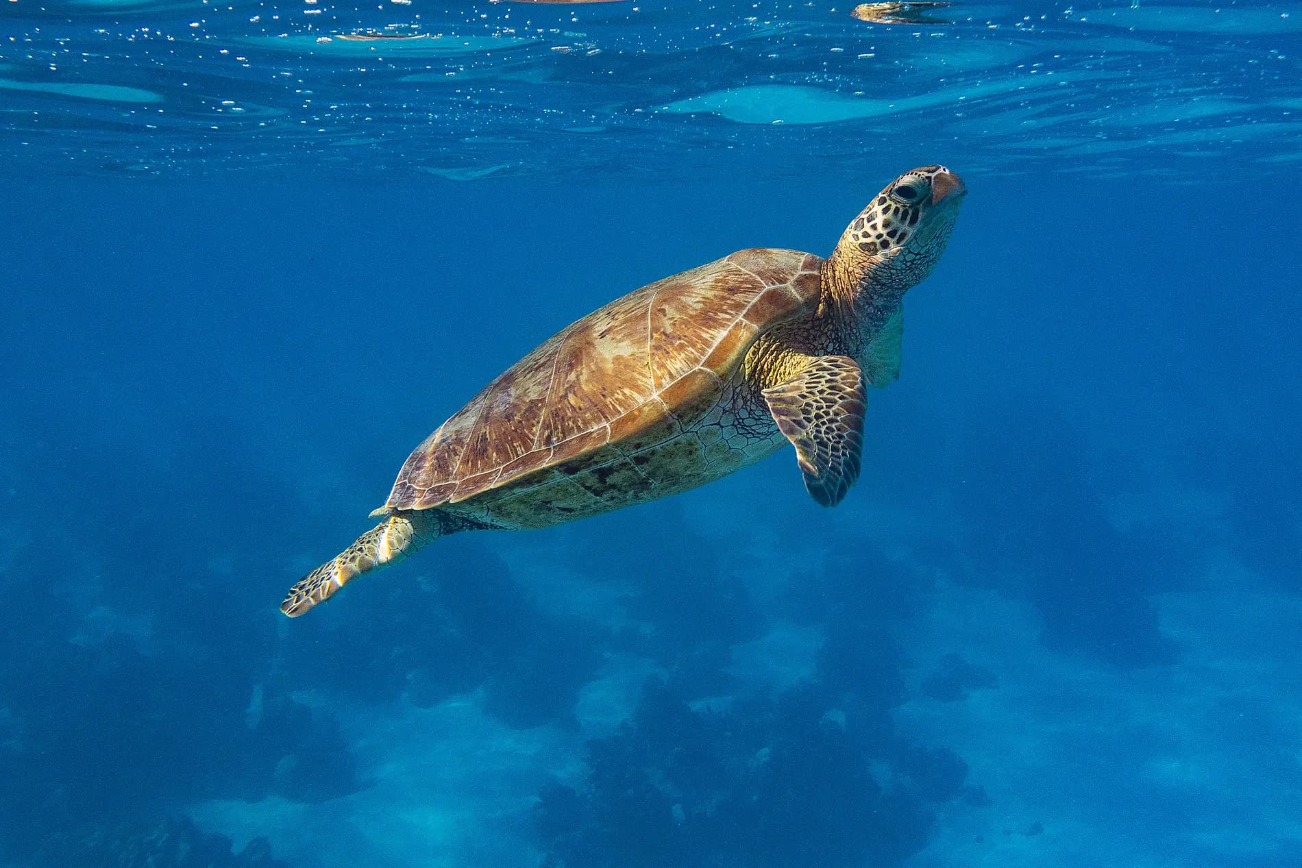 Îles de la Société et Tuamotu 