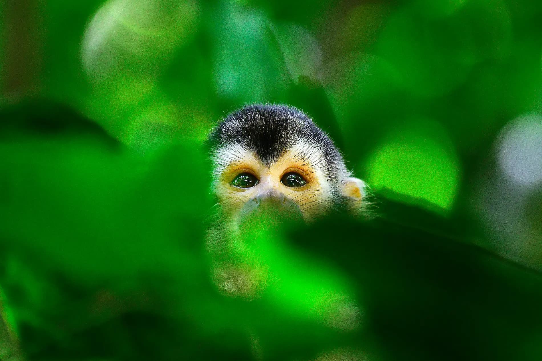 Côte pacifique du Costa Rica   
