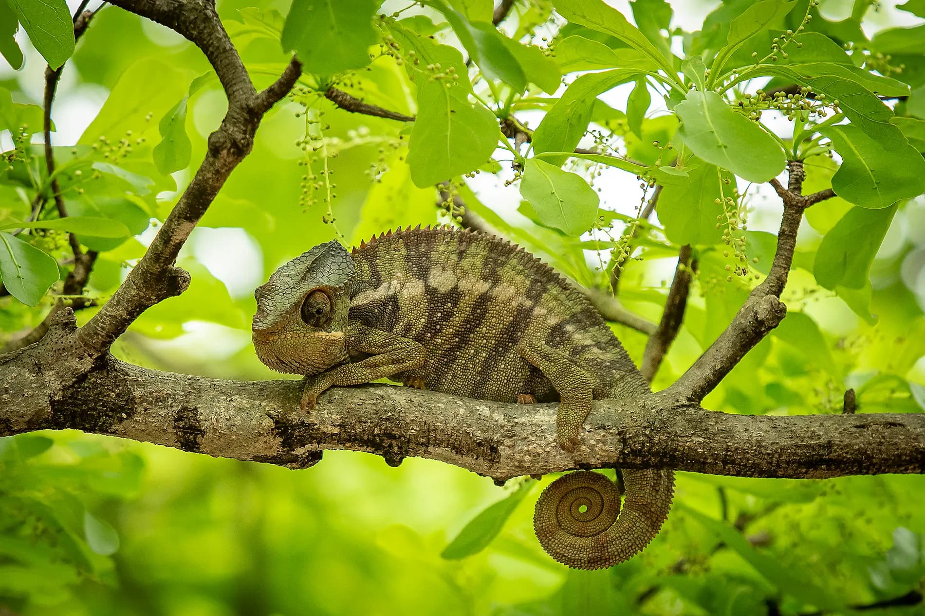 Madagascar, Zanzibar et les trésors de l’océan Indien