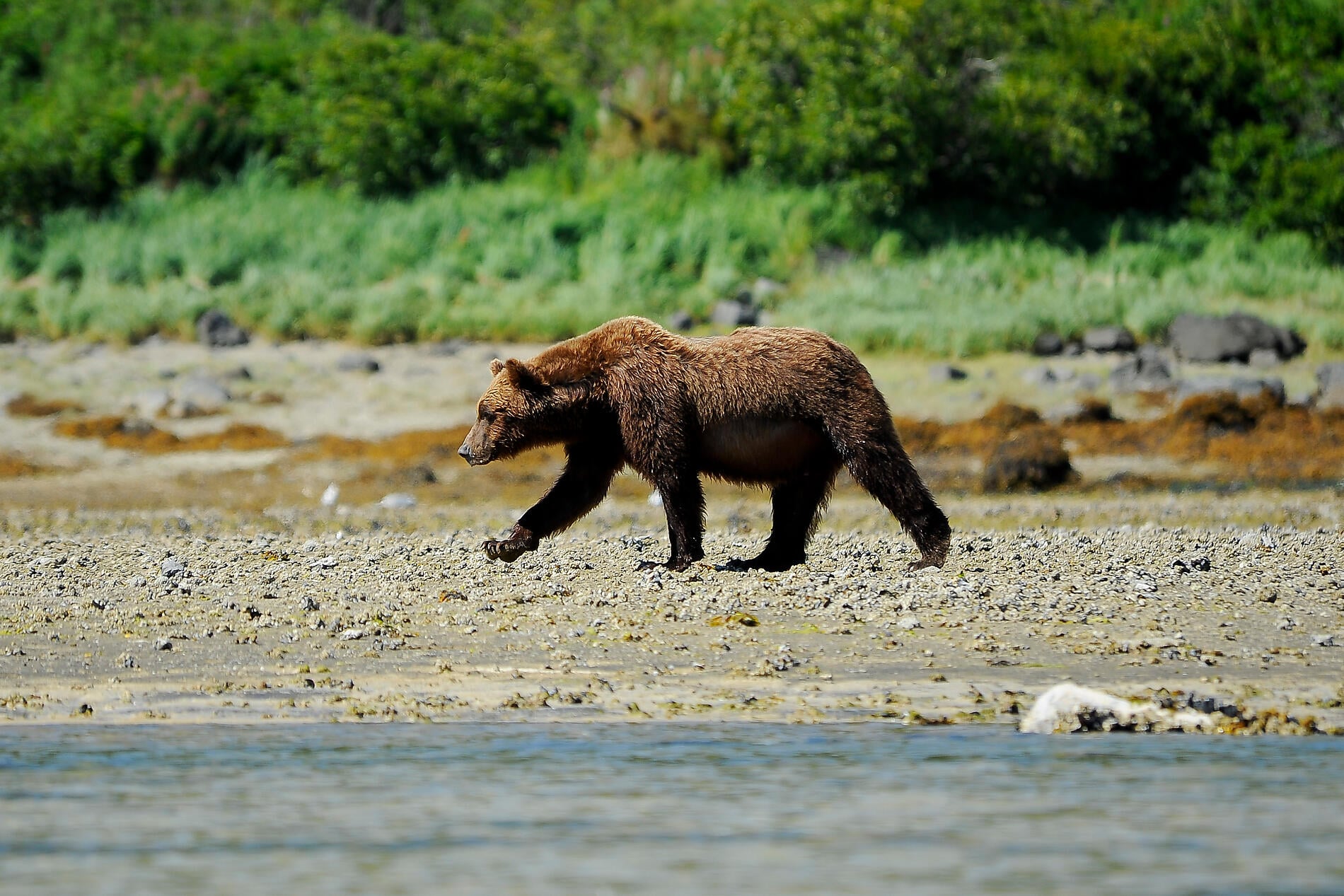Katmai Geographic Harbor-Alaska-(c)-Laure Patricot.JPEG