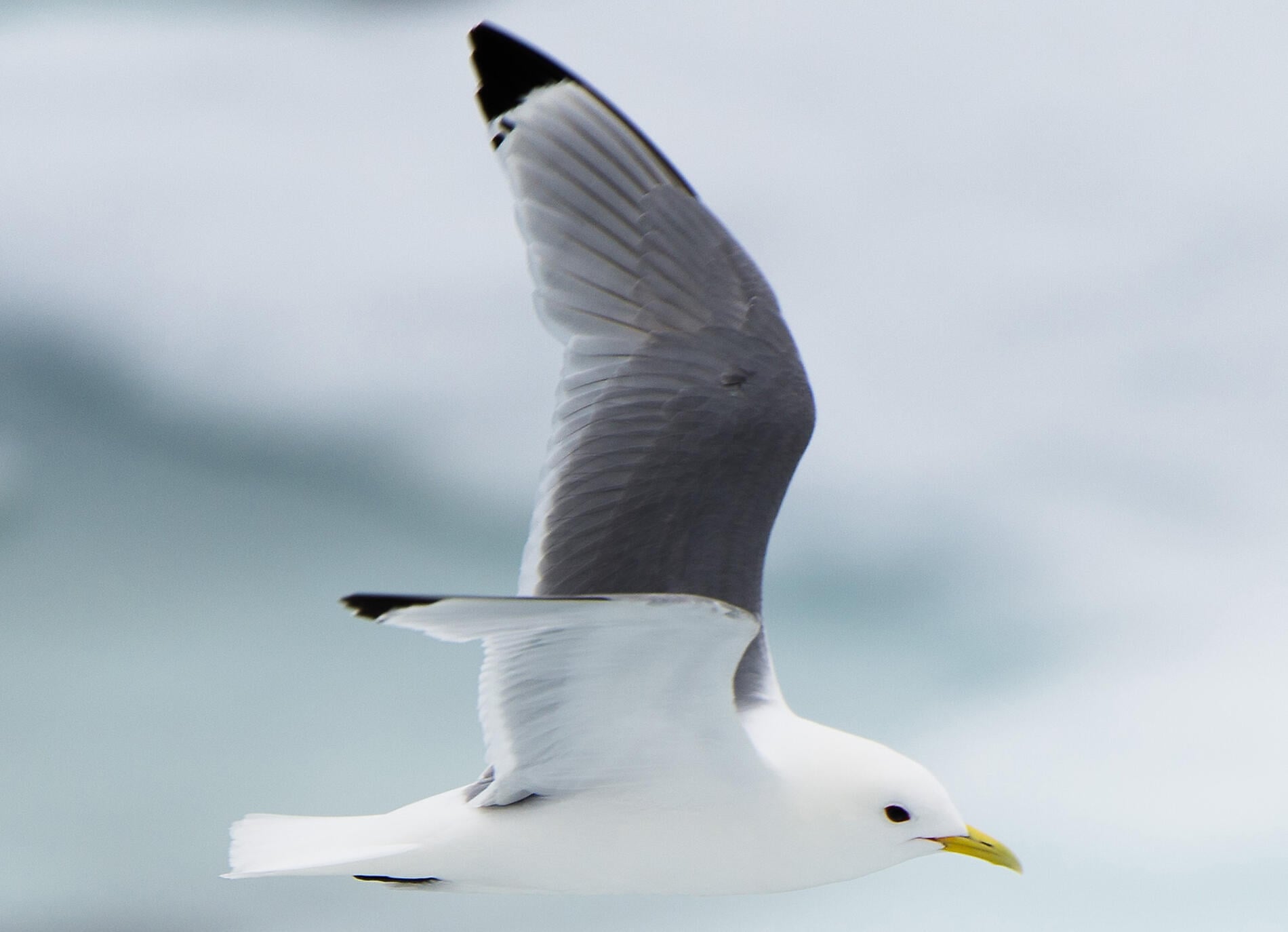 Mouette tridactyle_resize.jpg