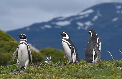 16 Mars 28 - Camarones