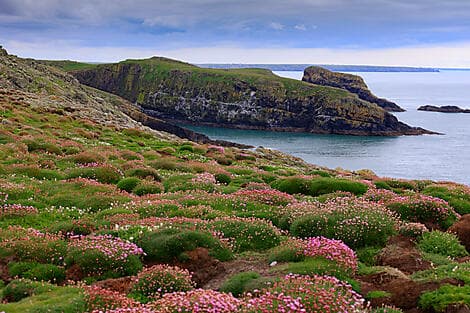 9 Mai 26 - Skomer