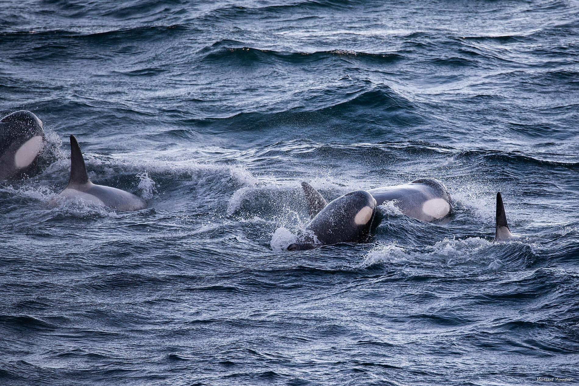 Entre deux continents, terres inexplorées occidentales d'Antarctique