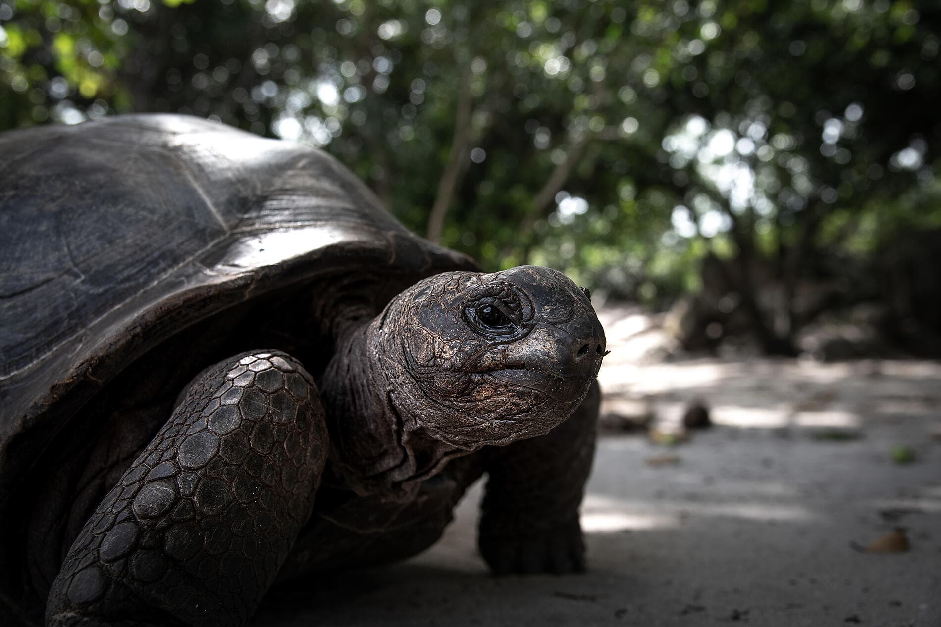L’essentiel des Seychelles