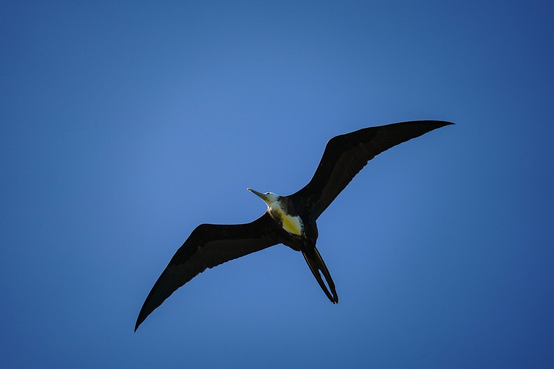 Histoire et culture dans les bijoux des Caraïbes