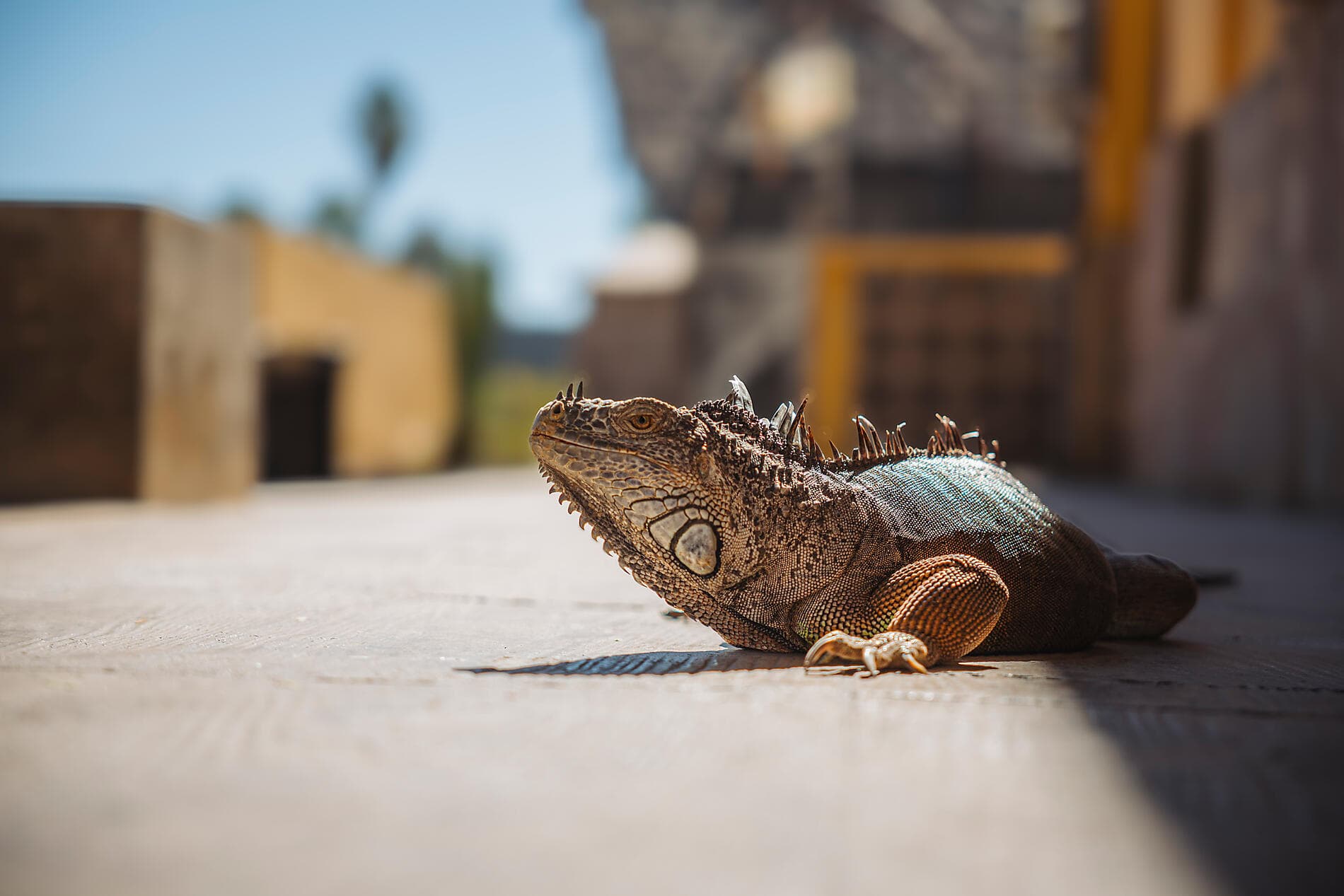 Exploration au cœur de la Basse-Californie
