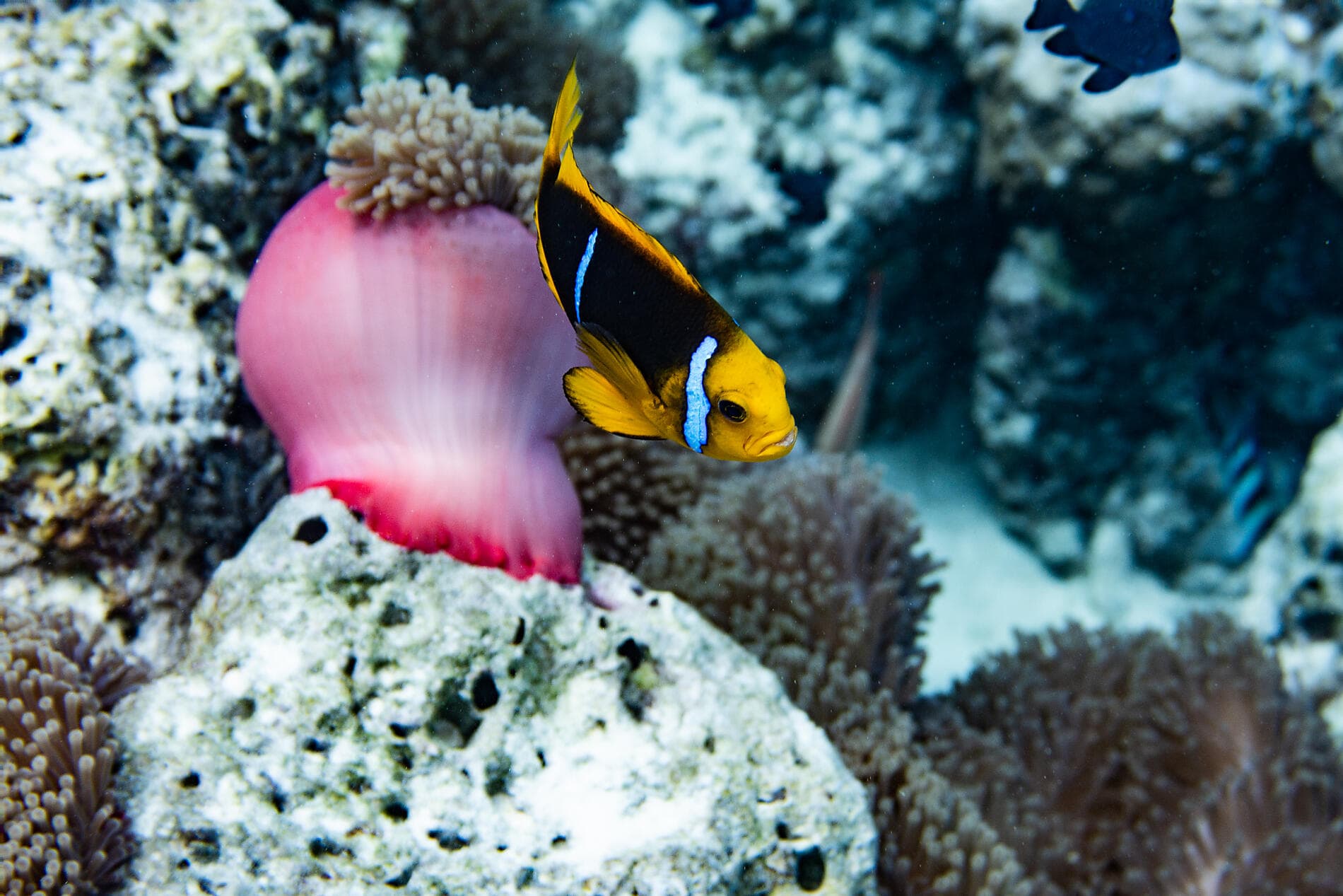 Polynésie française confidentielle et île Pitcairn